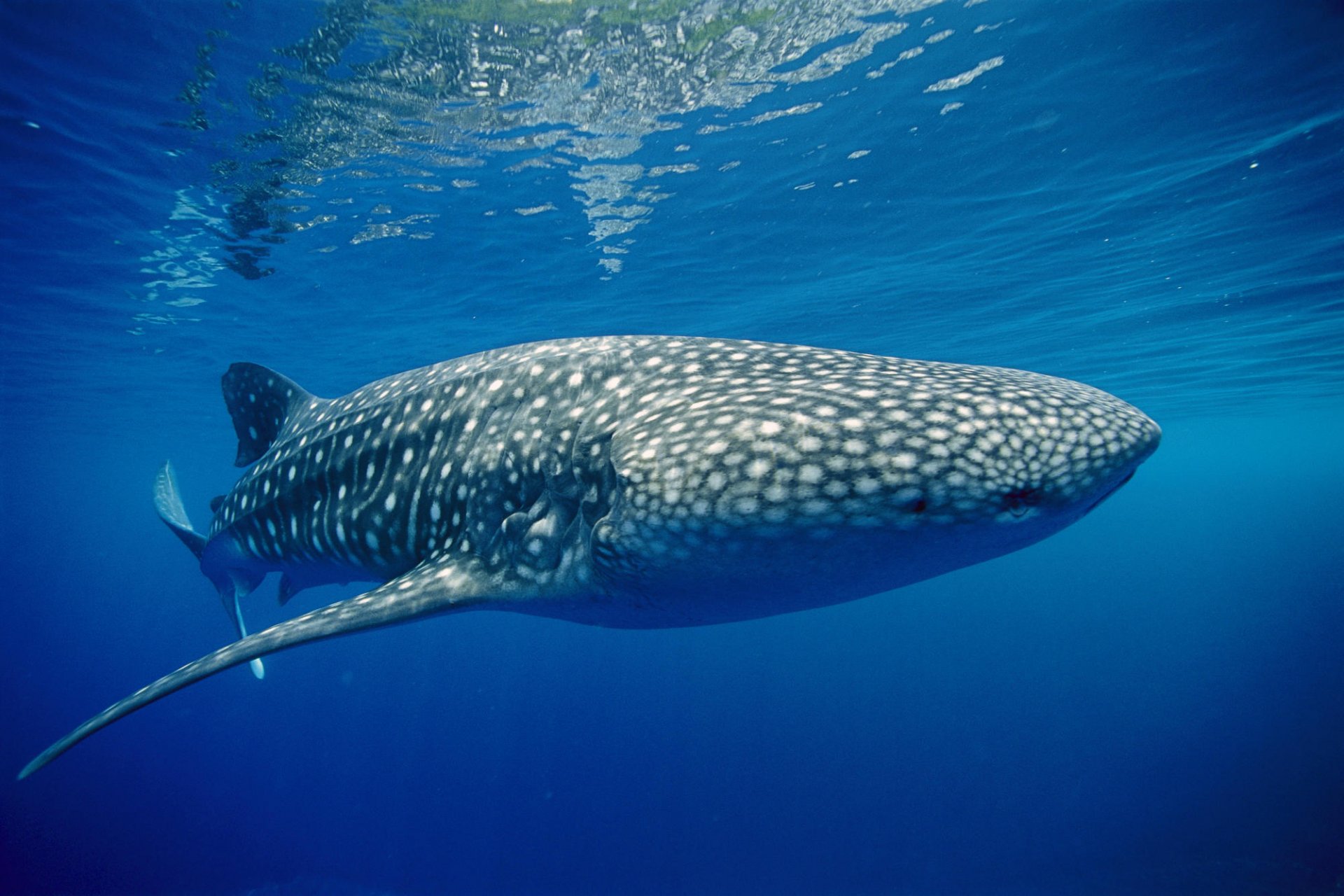 tiger shark blue background