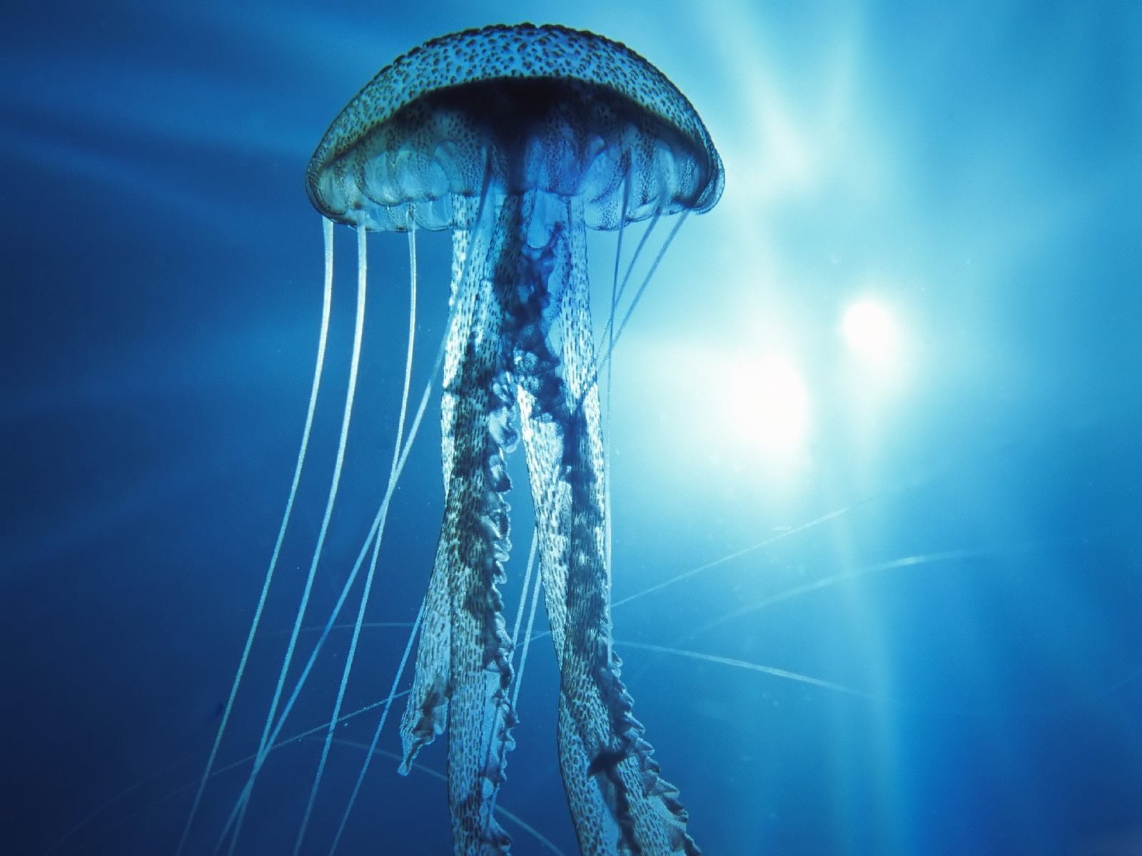 océano pacífico medusas agua