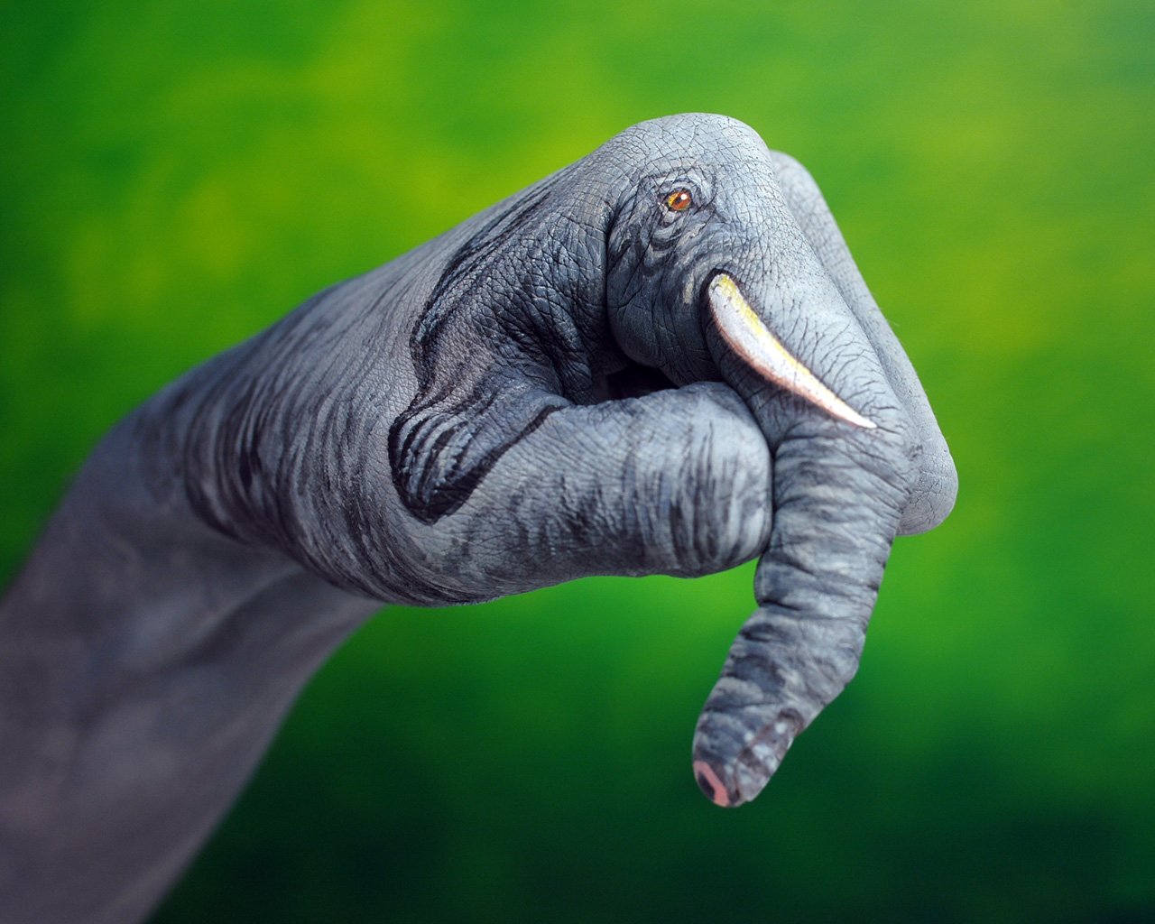 elefant grün hintergrund hand