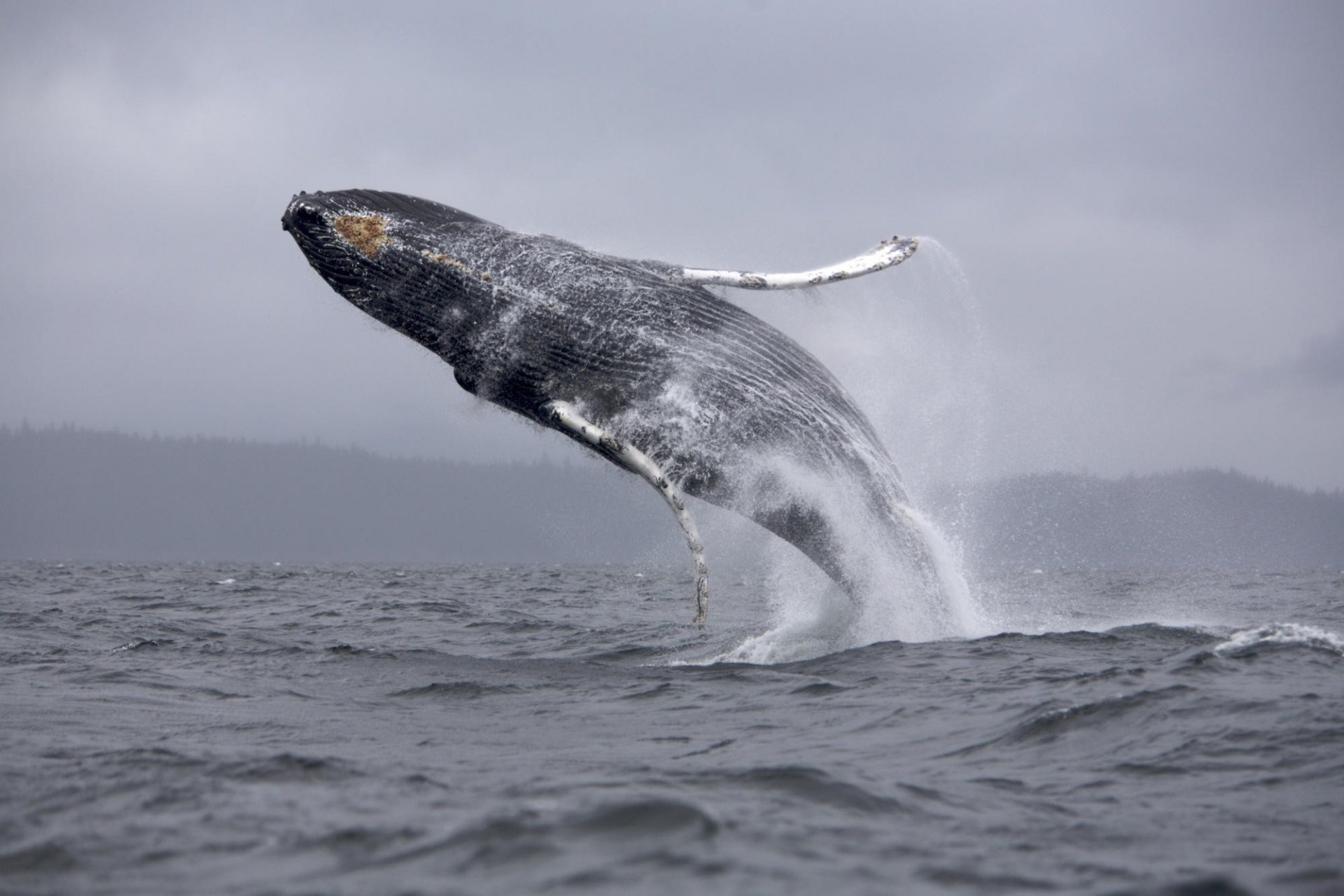 whale ocean tail