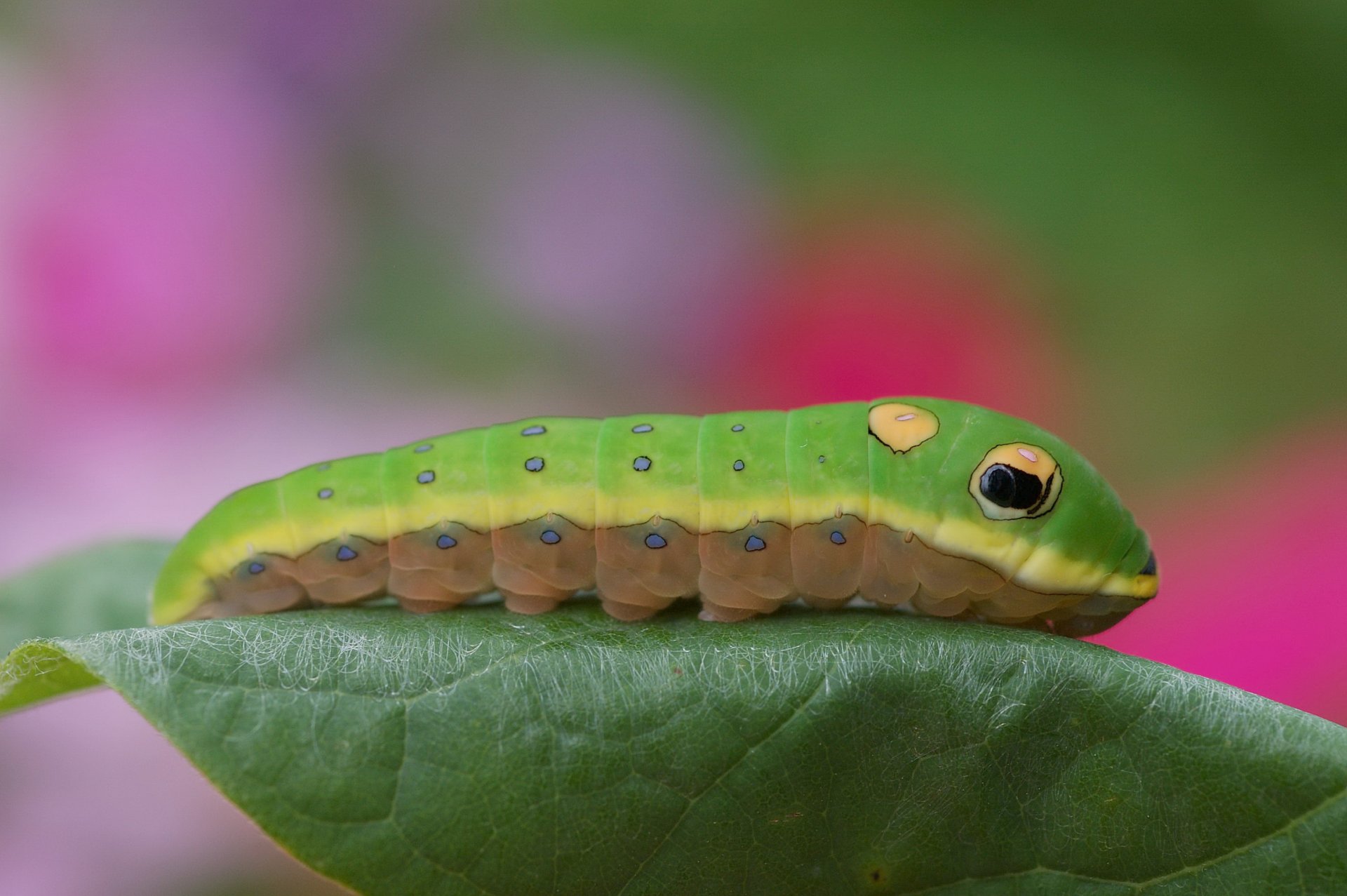 chenille feuille couleur