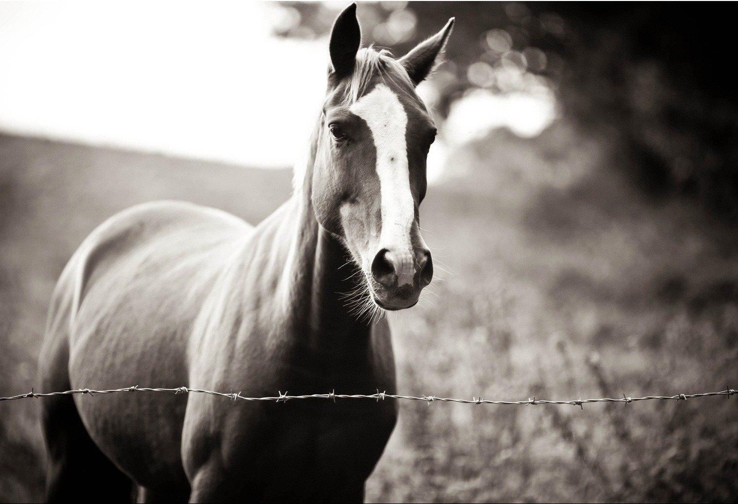 ti aspetto devoto cavallo padrone