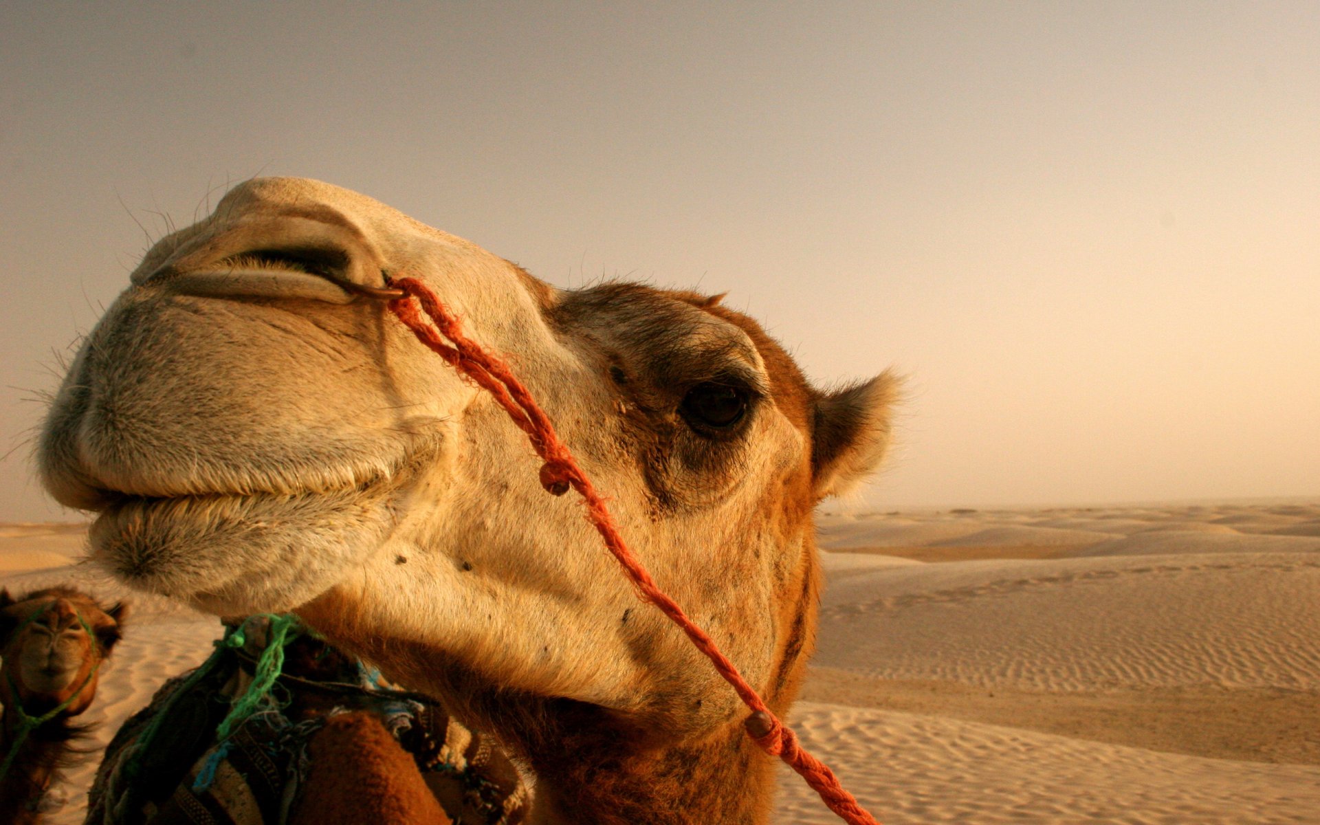 cammello deserto sole