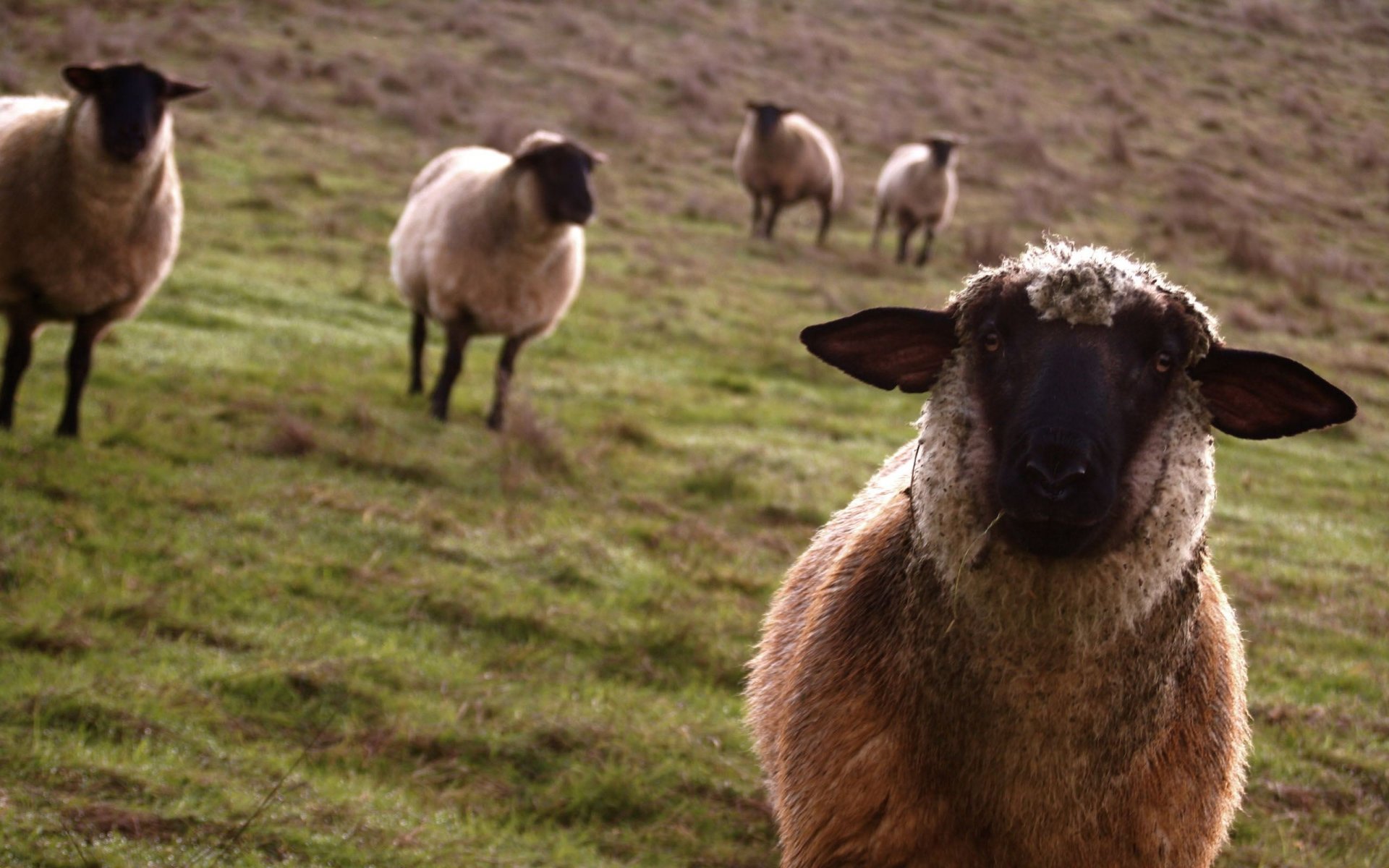 moutons prairie vue