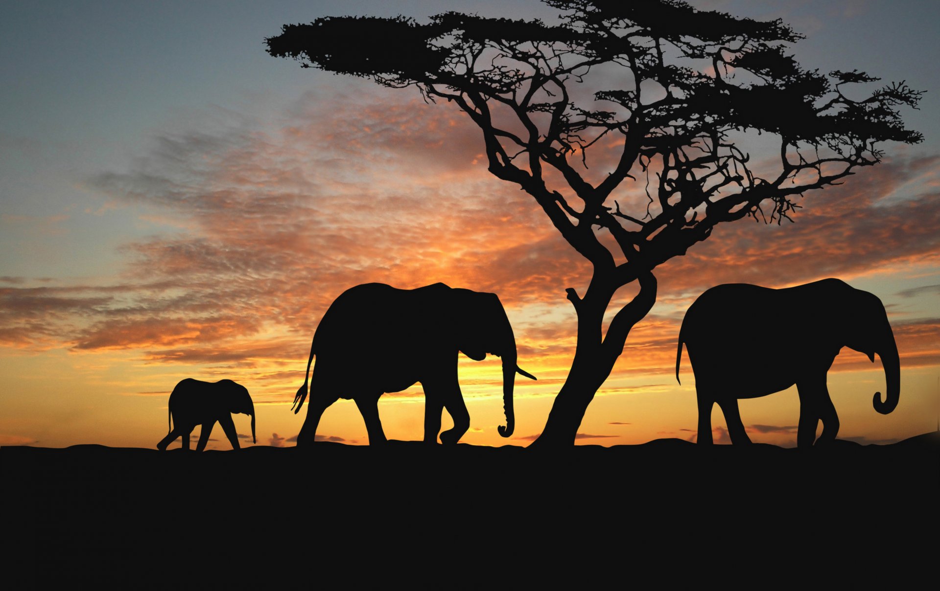 africa savana alberi elefanti animali sera tramonto africa