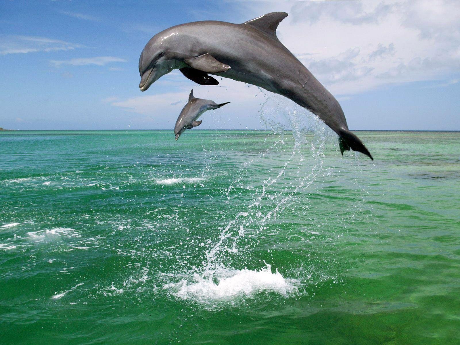 delfines mar salpicaduras