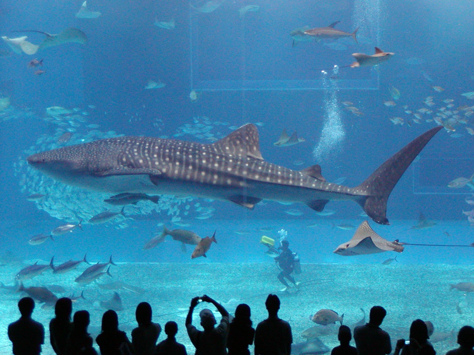 requin aquarium