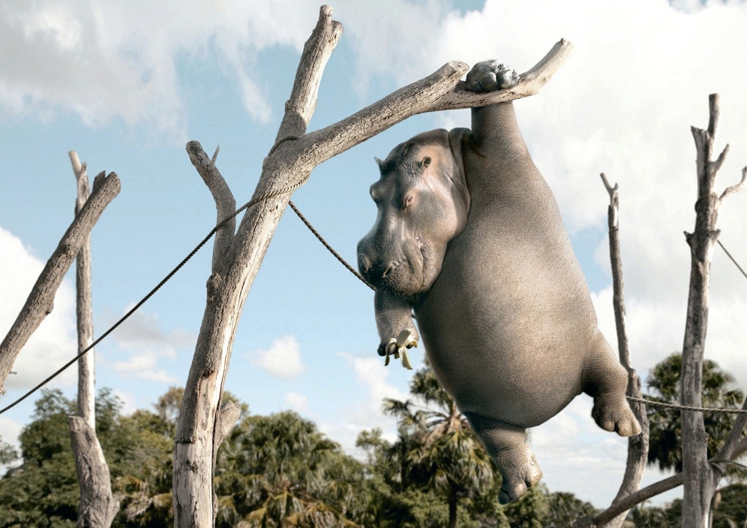 hippopotame arbre banane