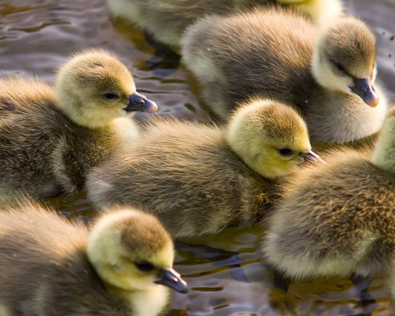 entenküken wasser vögel