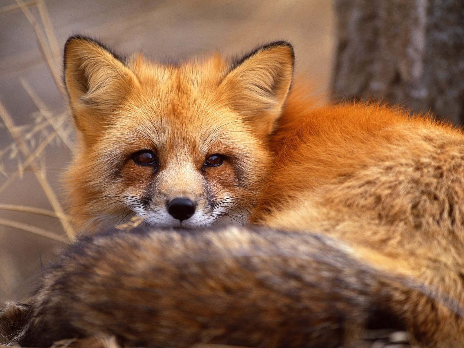 fox red face eyes portrait animal