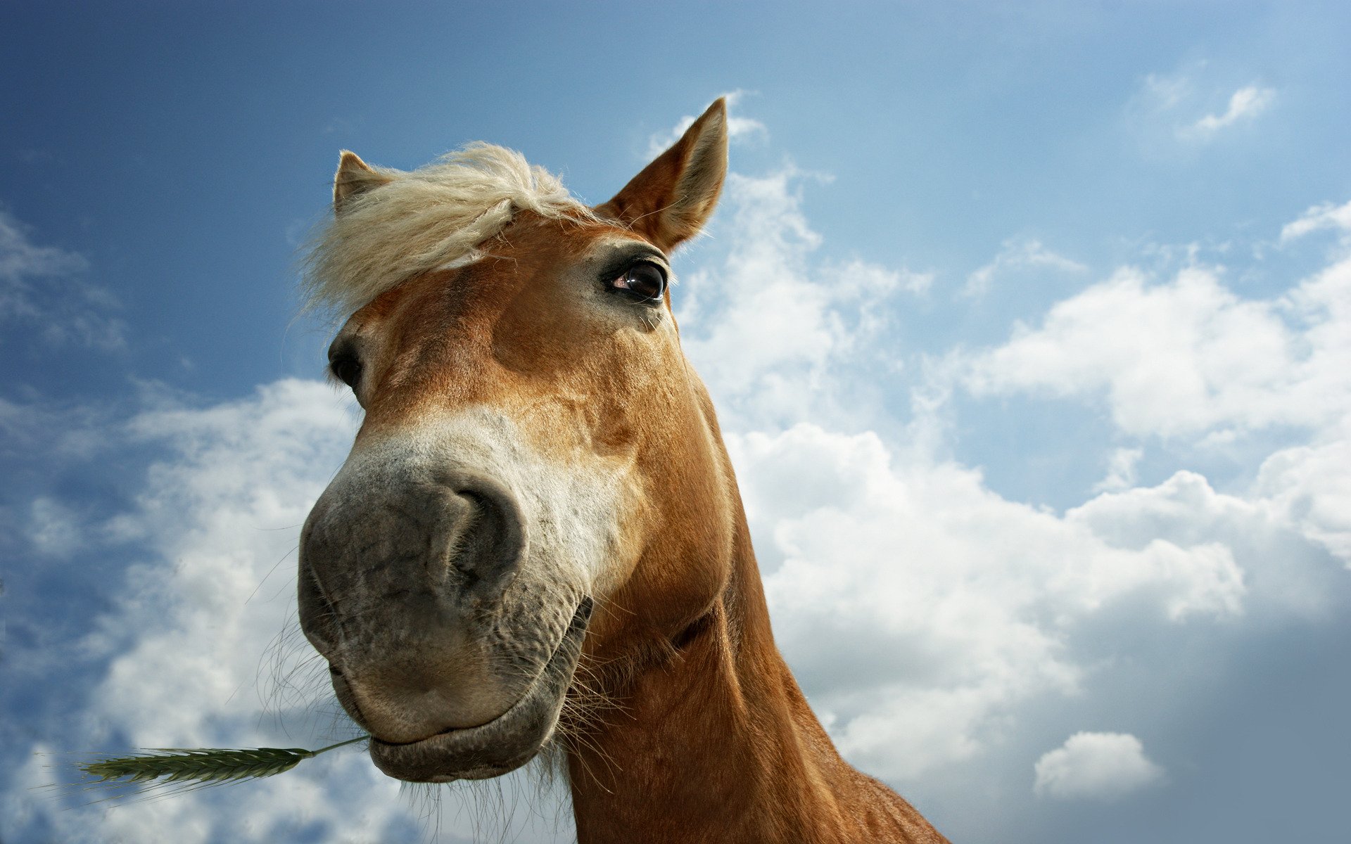 animals horses horse horses horse grass spikelet spikelets ears pasture eyes animal