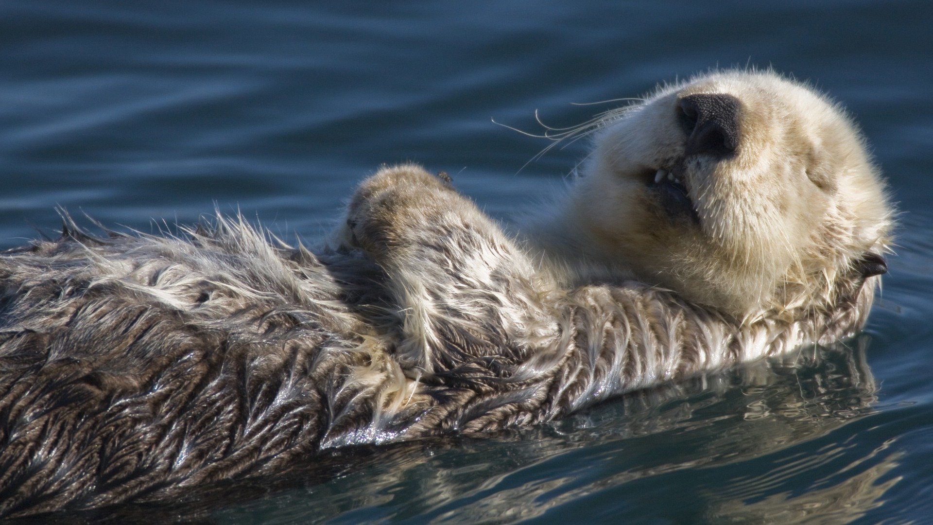 lontra marina acqua dormire