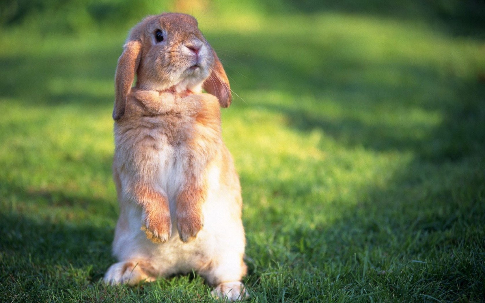 supporto animali strisciare