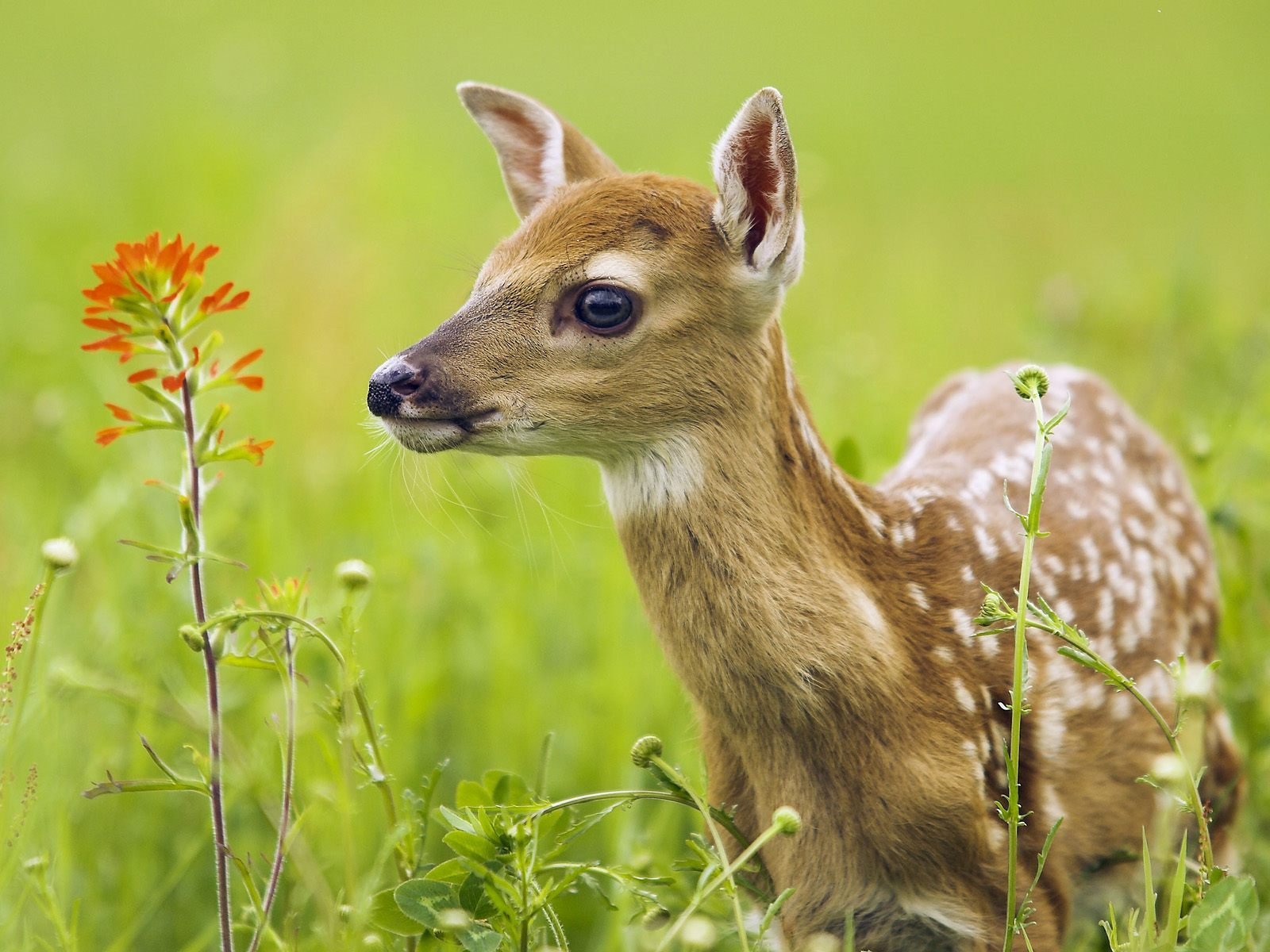 hirsch sommer augen schnauze gras