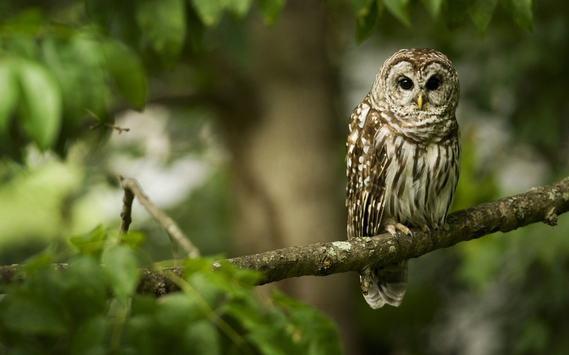 hibou branche forêt