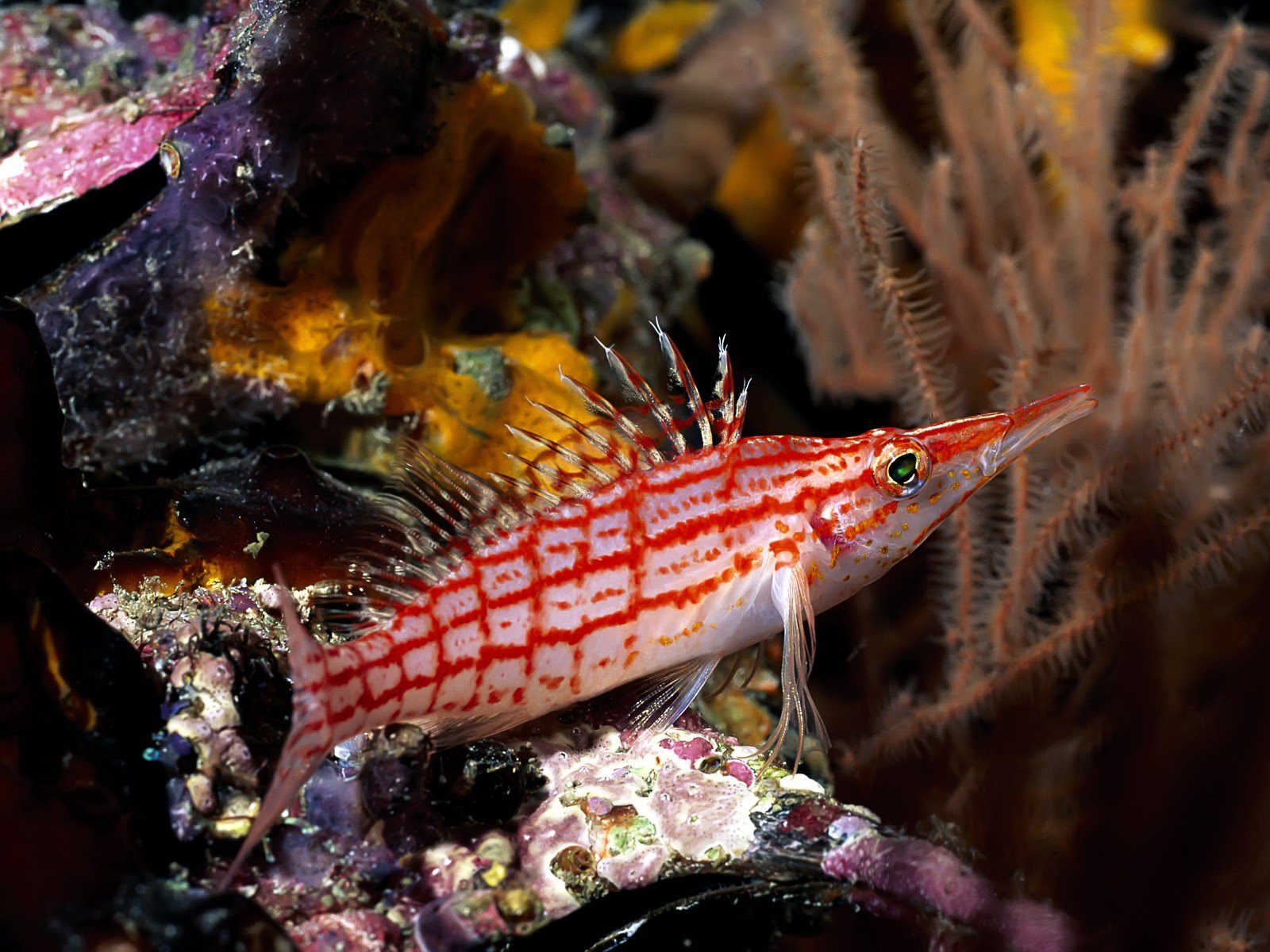 fisch meer tauchen korallen