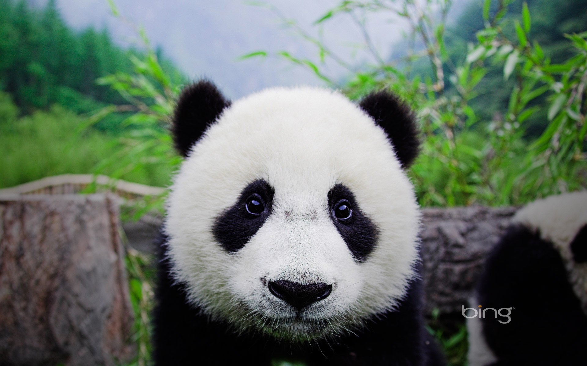 panda bear face