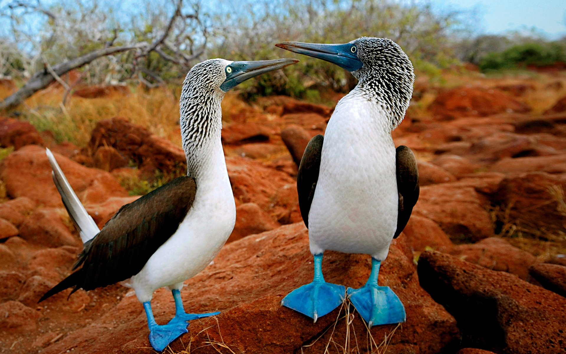 2 oiseaux communiquer pattes bleues