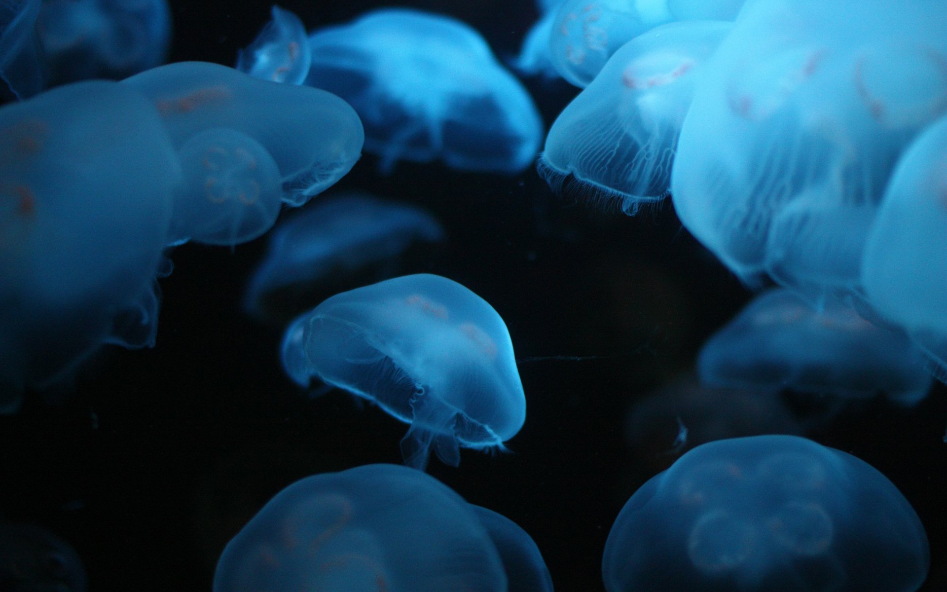 viele quallen meer tiefe lumineszenz