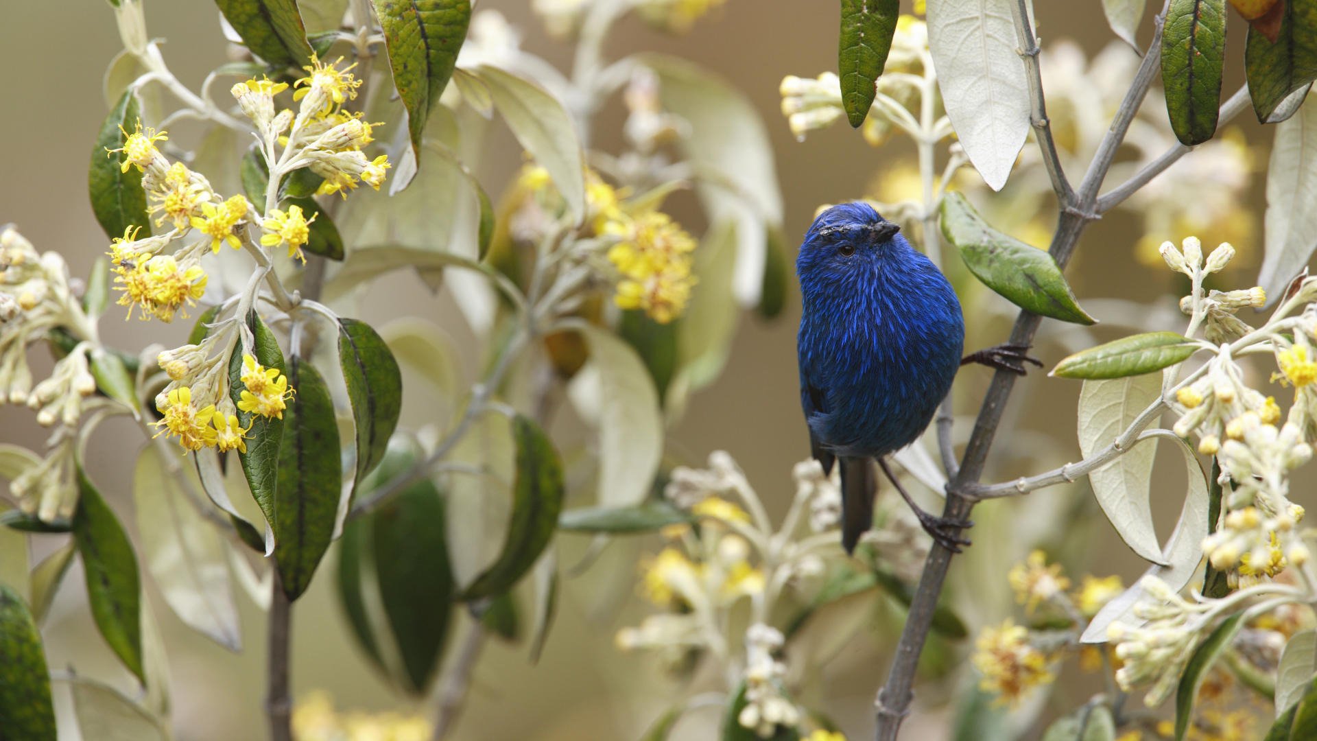 bird flower branch