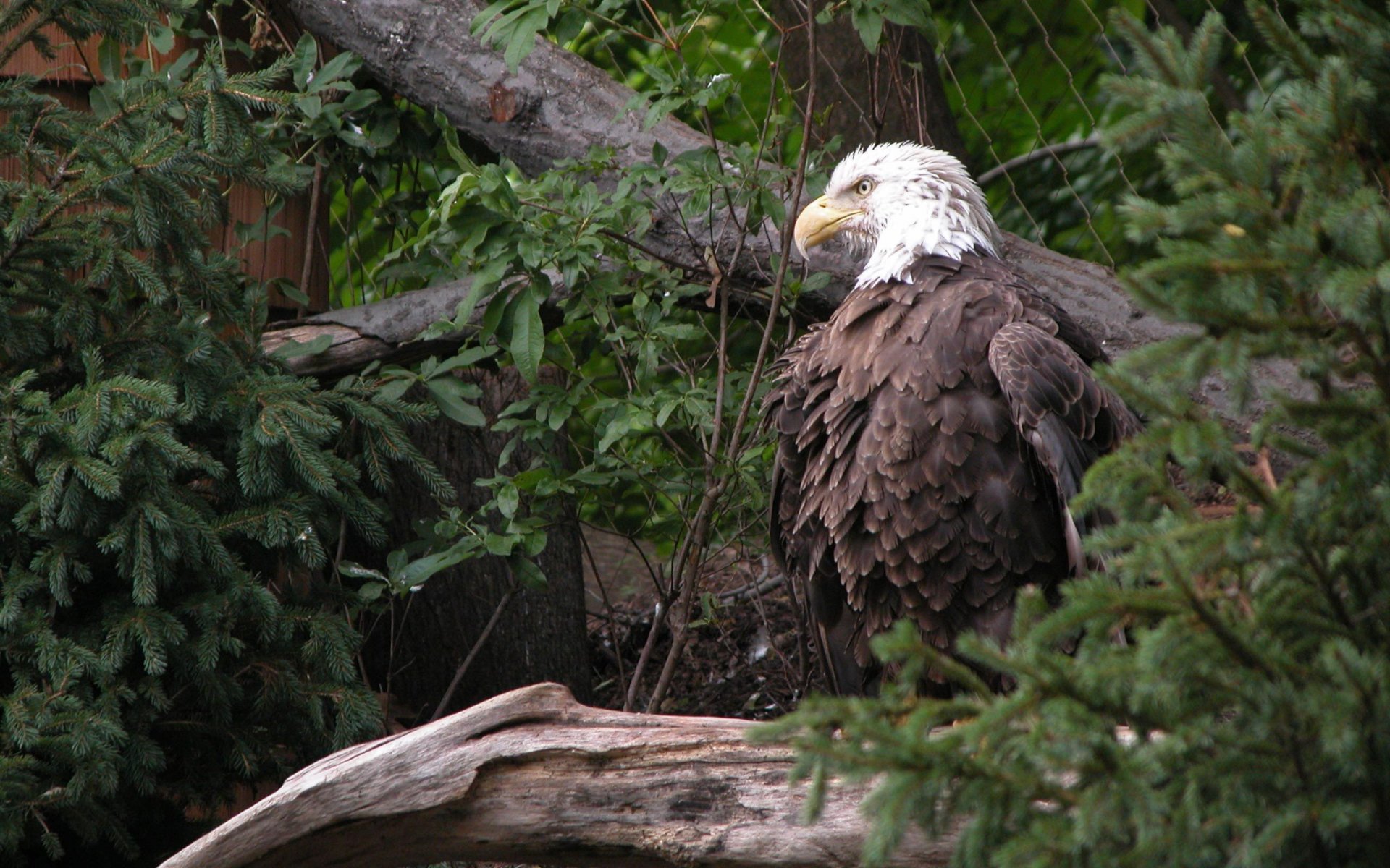 aquila alberi verde