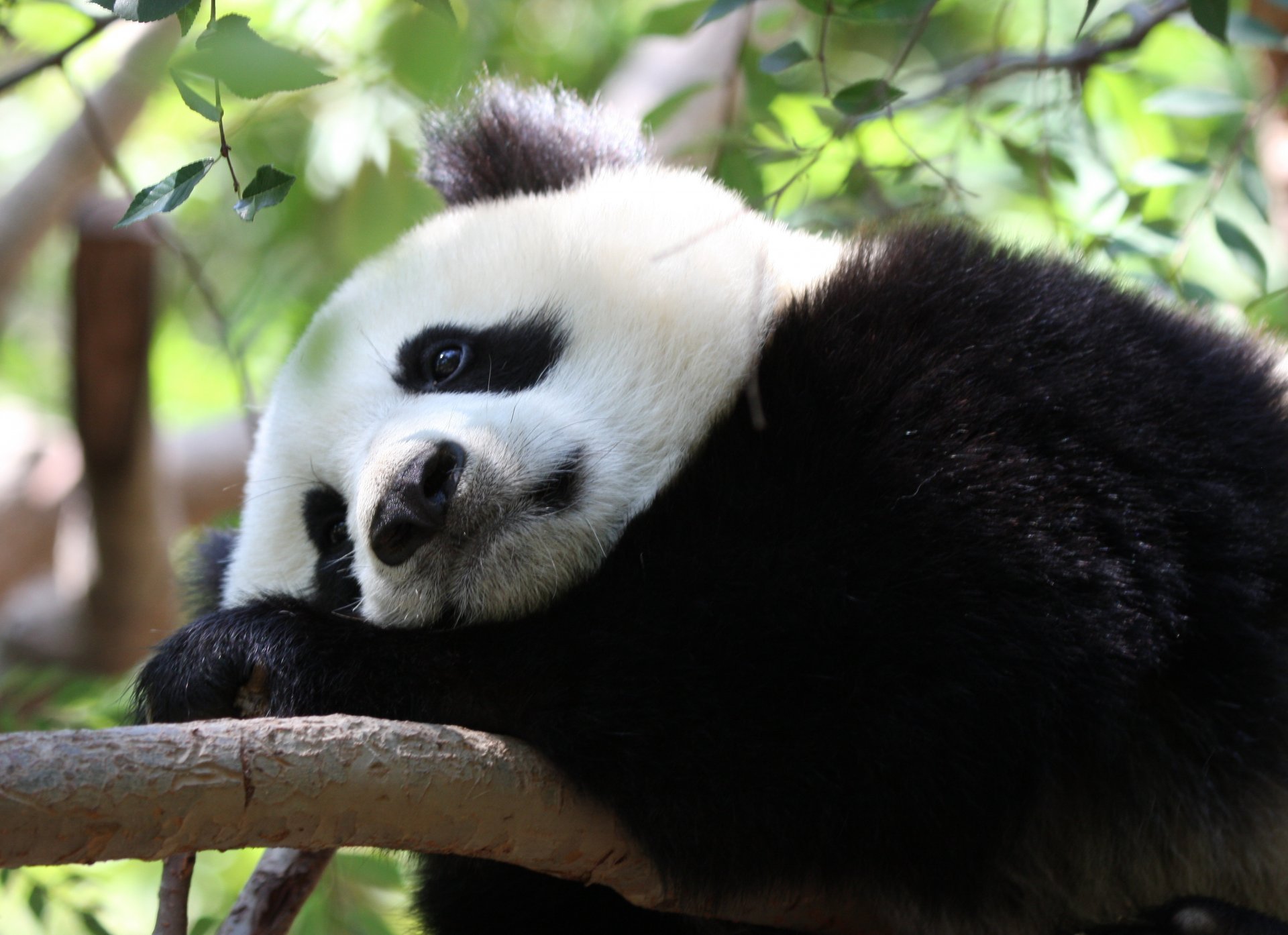 panda pensò triste