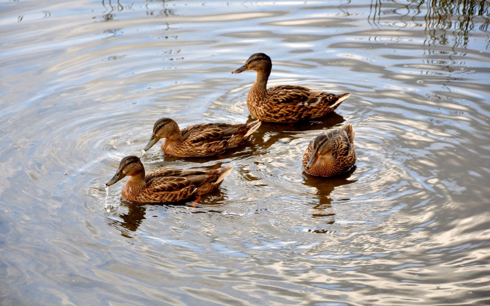 duck pond following water