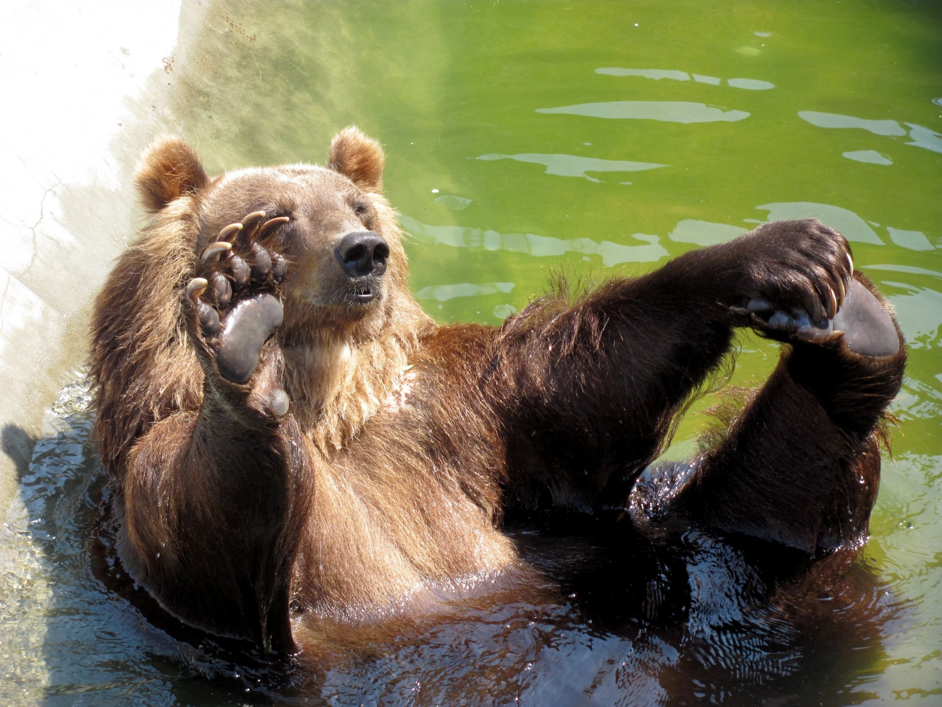 oso piscina hola