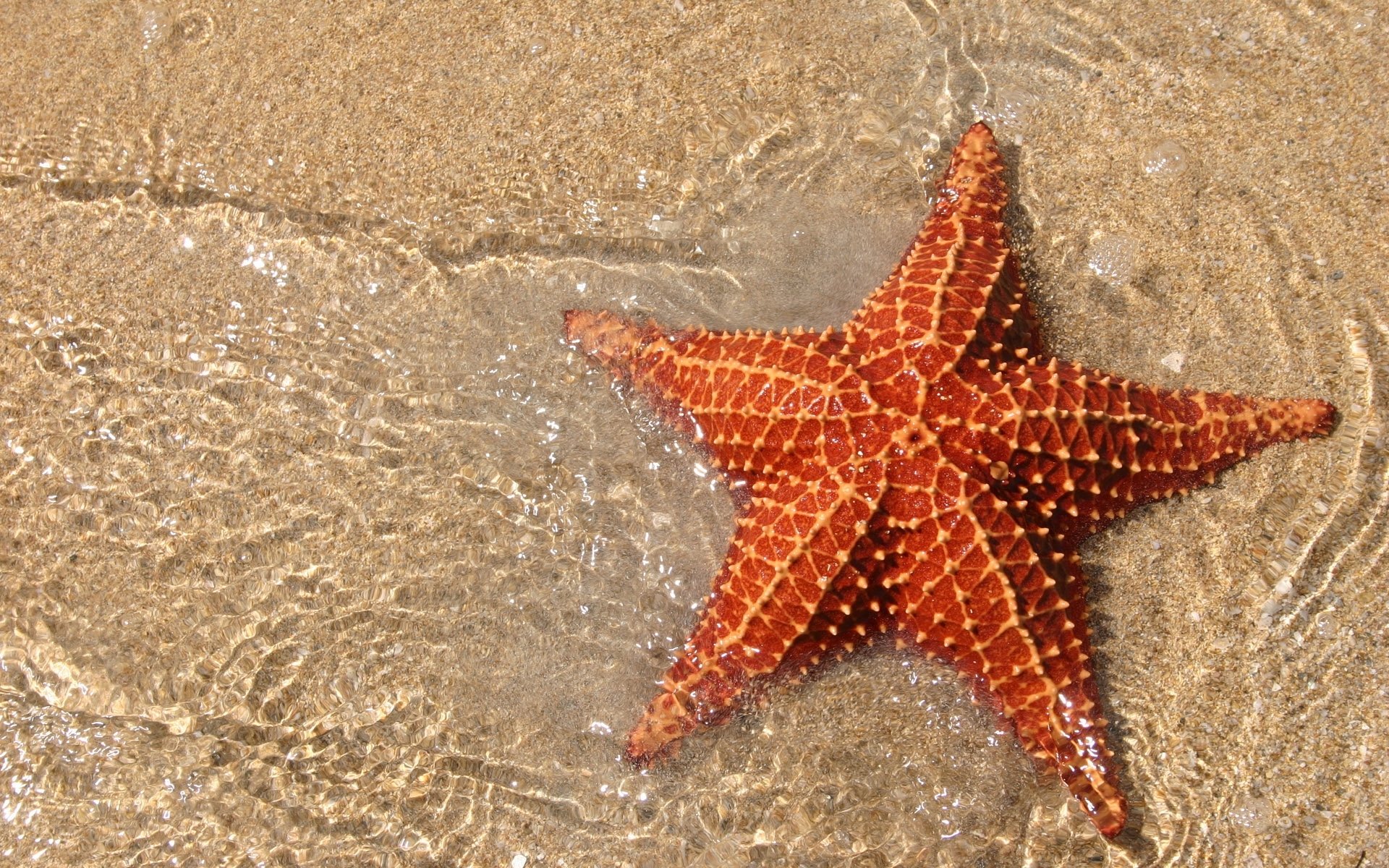 ocean sand sea star