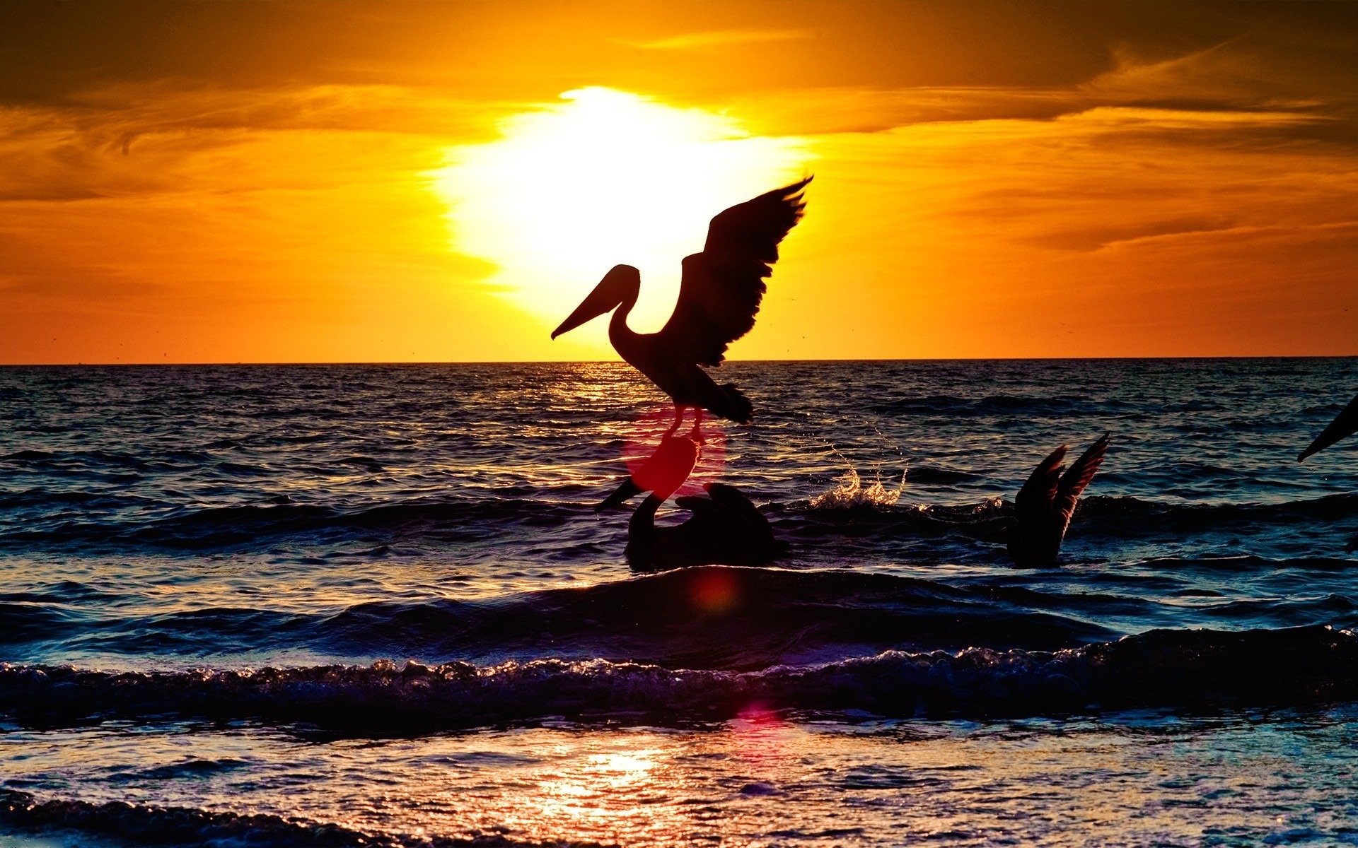 animali cicogna mare paesaggio del mare acqua oceano uccelli