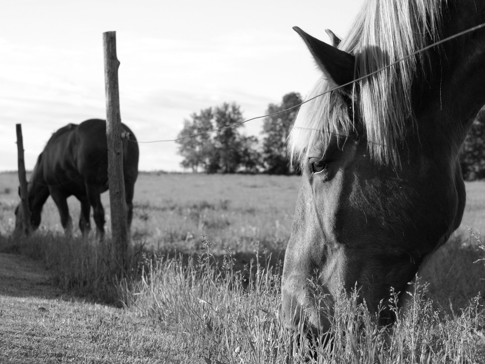 caballos campo blanco y negro hierba