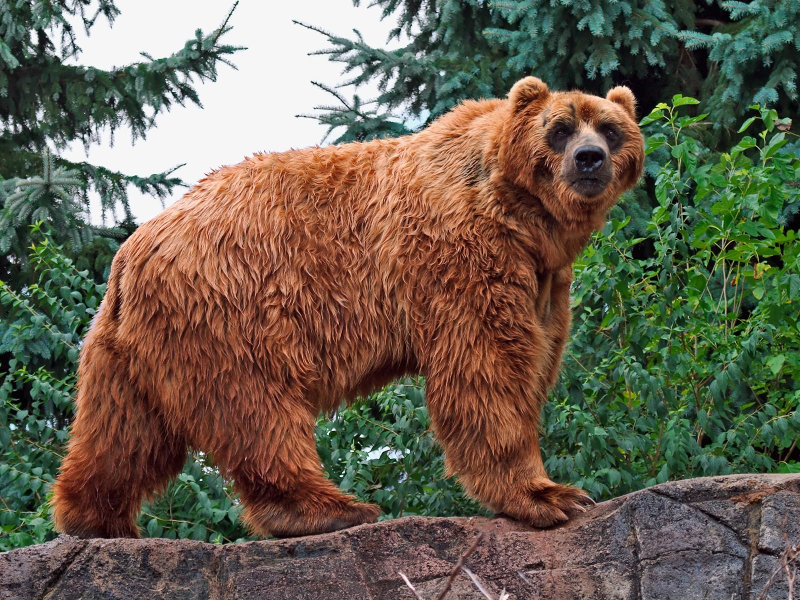 orso acqua vista