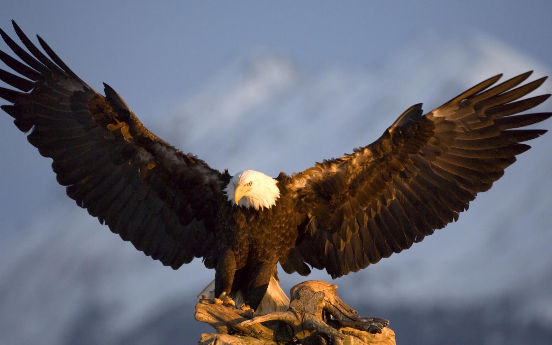 águila pájaro en las montañas alas