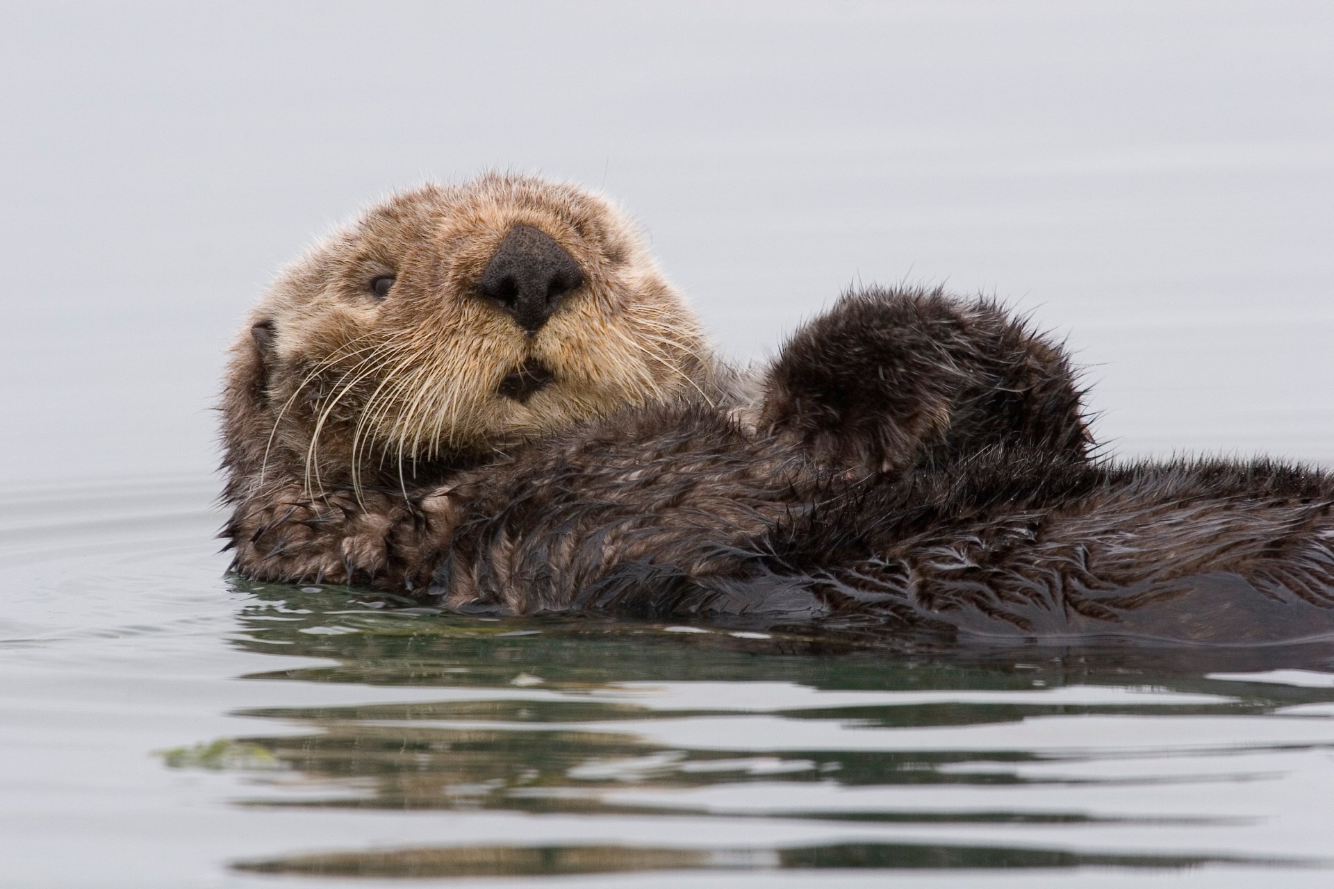 calan nutria marina agua california