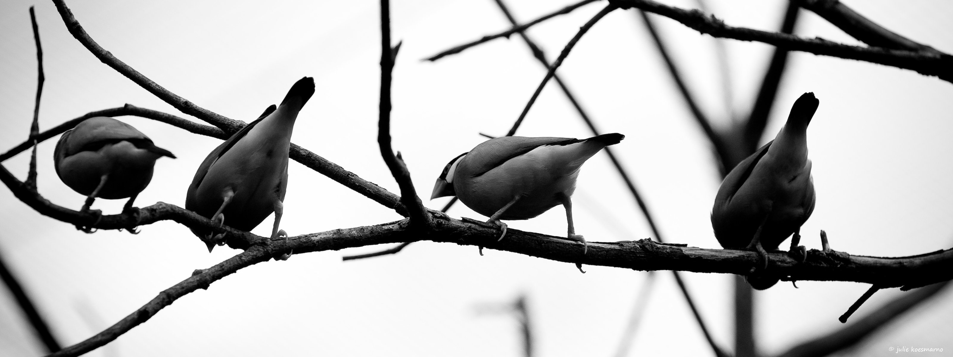 birds branch grey