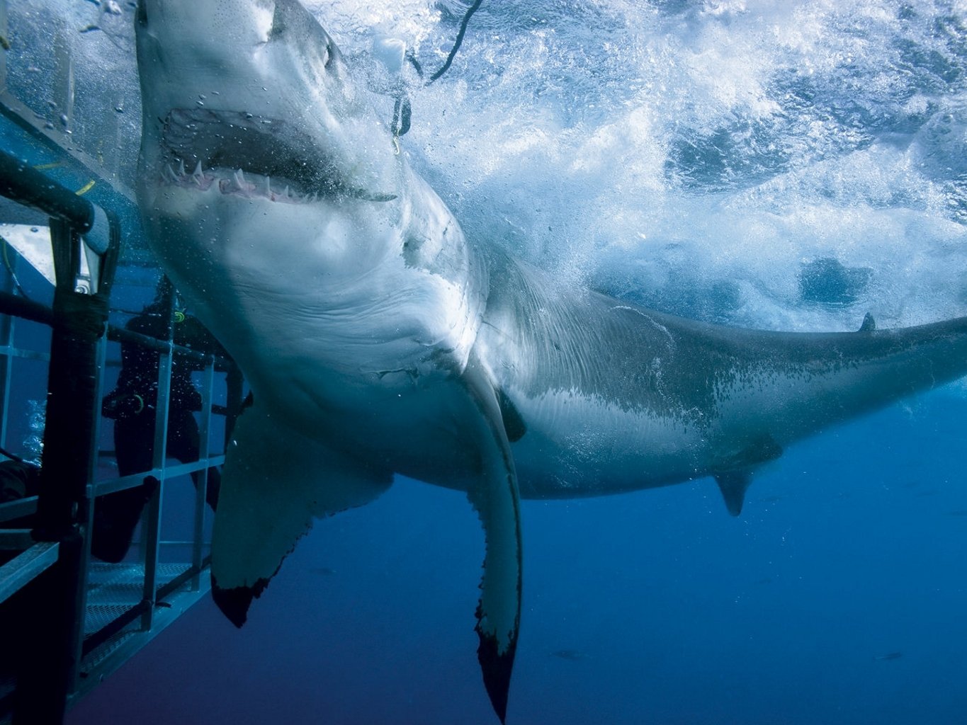 océan cage plongeur blanc requin bouche