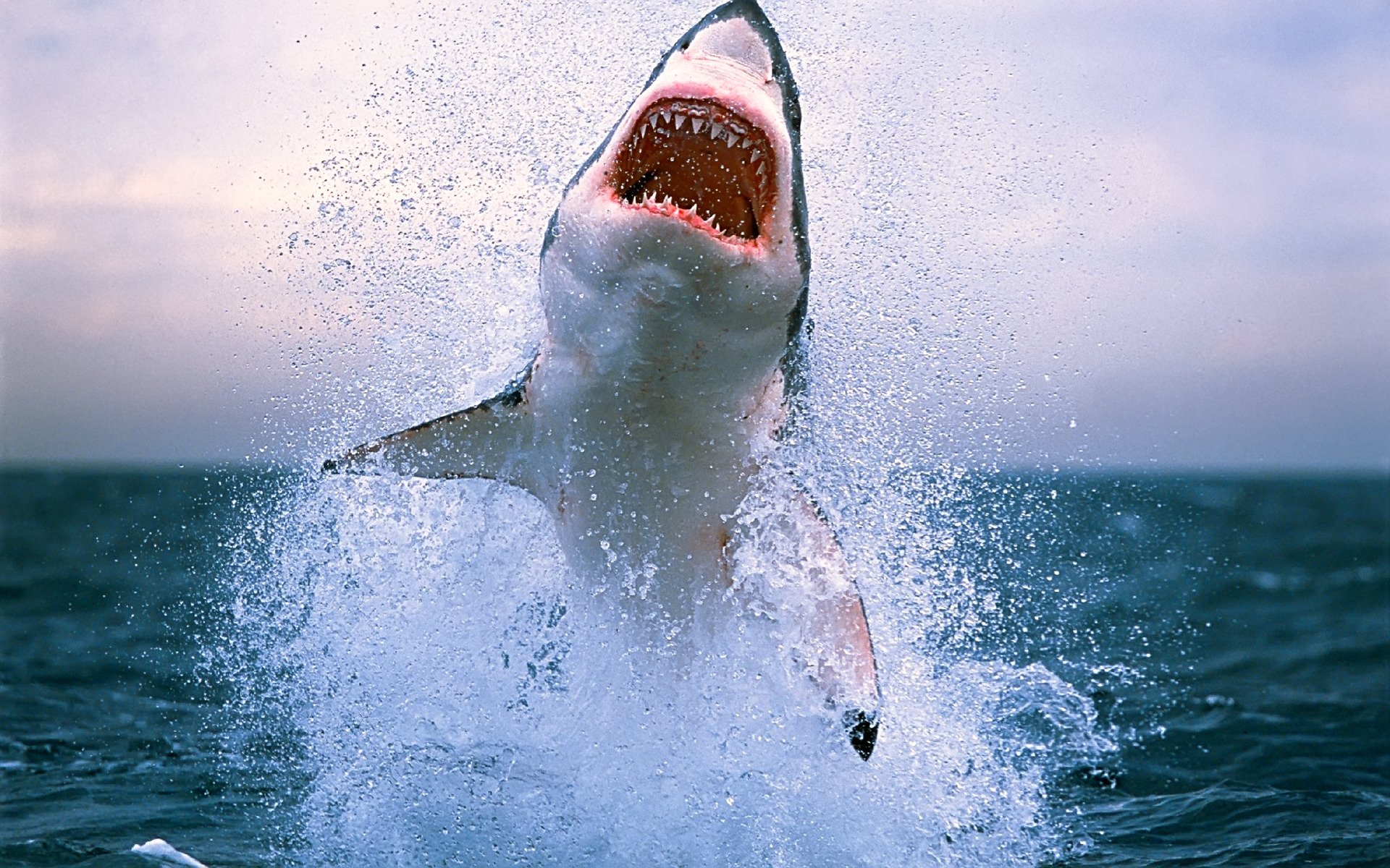 harks shark teeth danger sea water ocean waves splashes photos with animals animal