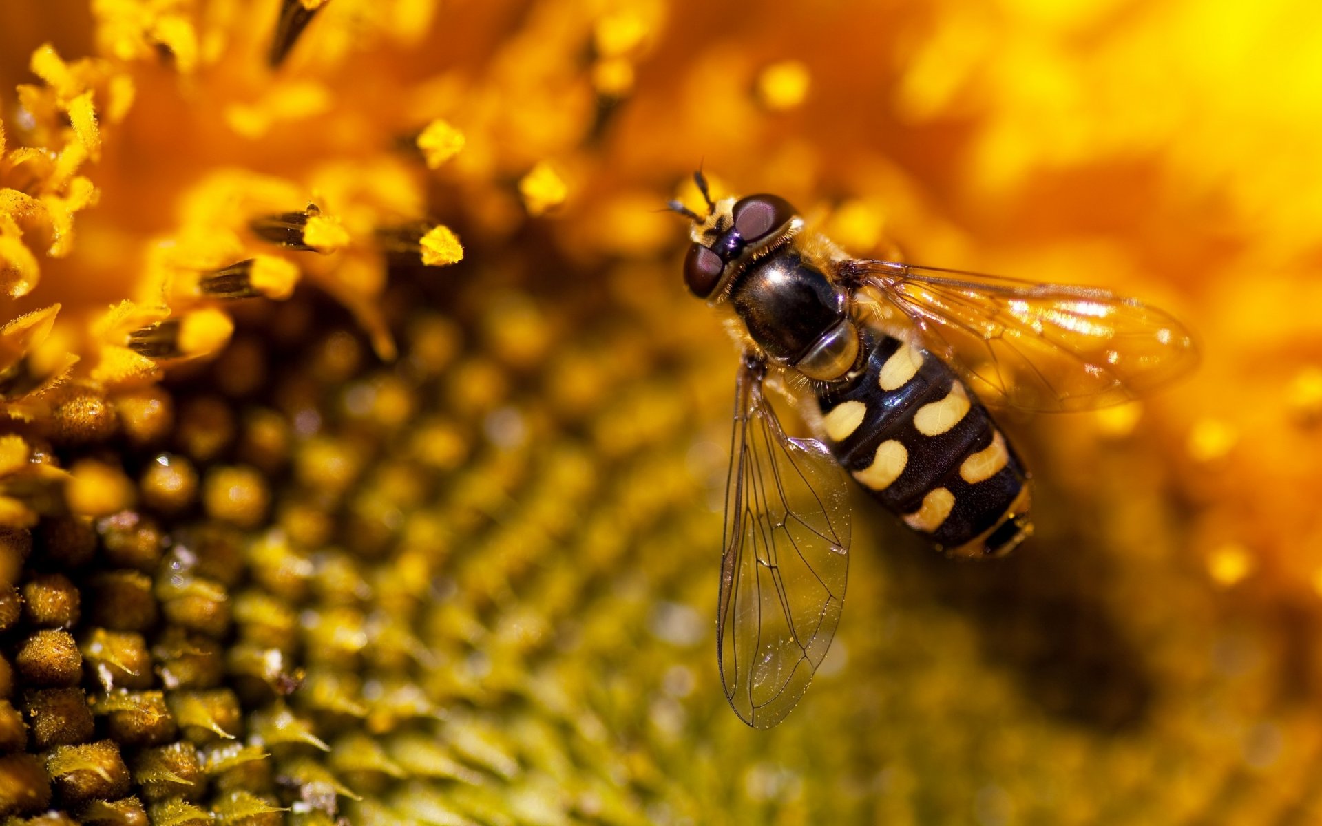 natura girasole ape carta da parati