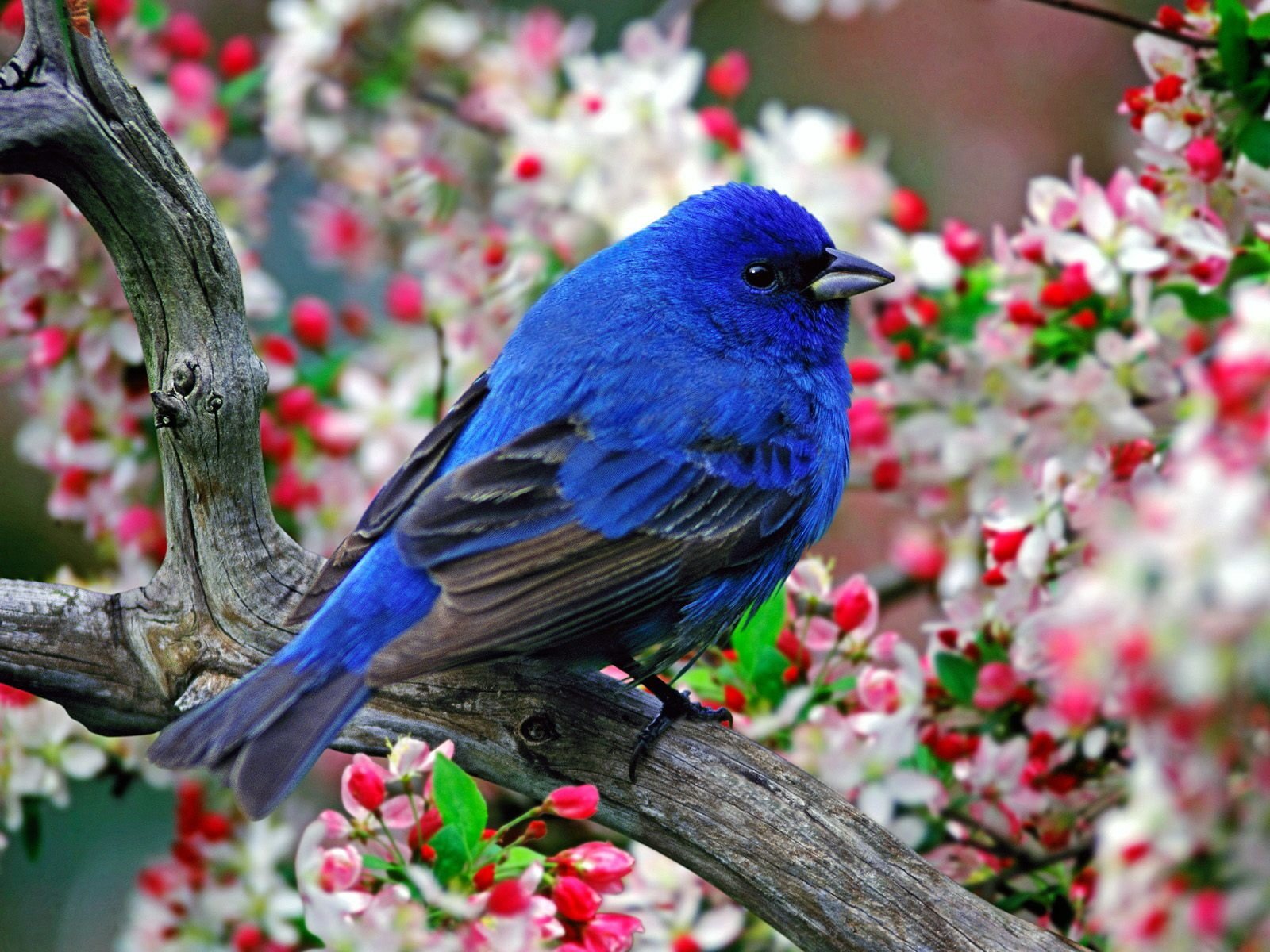 pajarito flores plumas