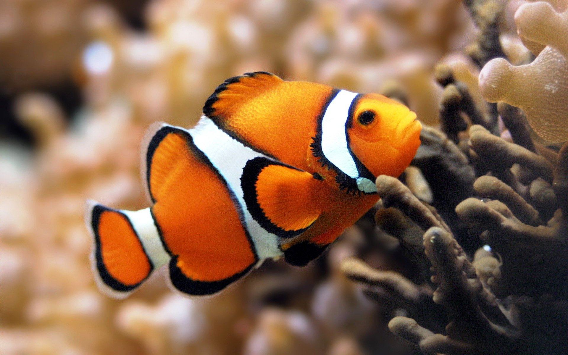 pesce pagliaccio pesce di mare corallo acquario immersioni pesca