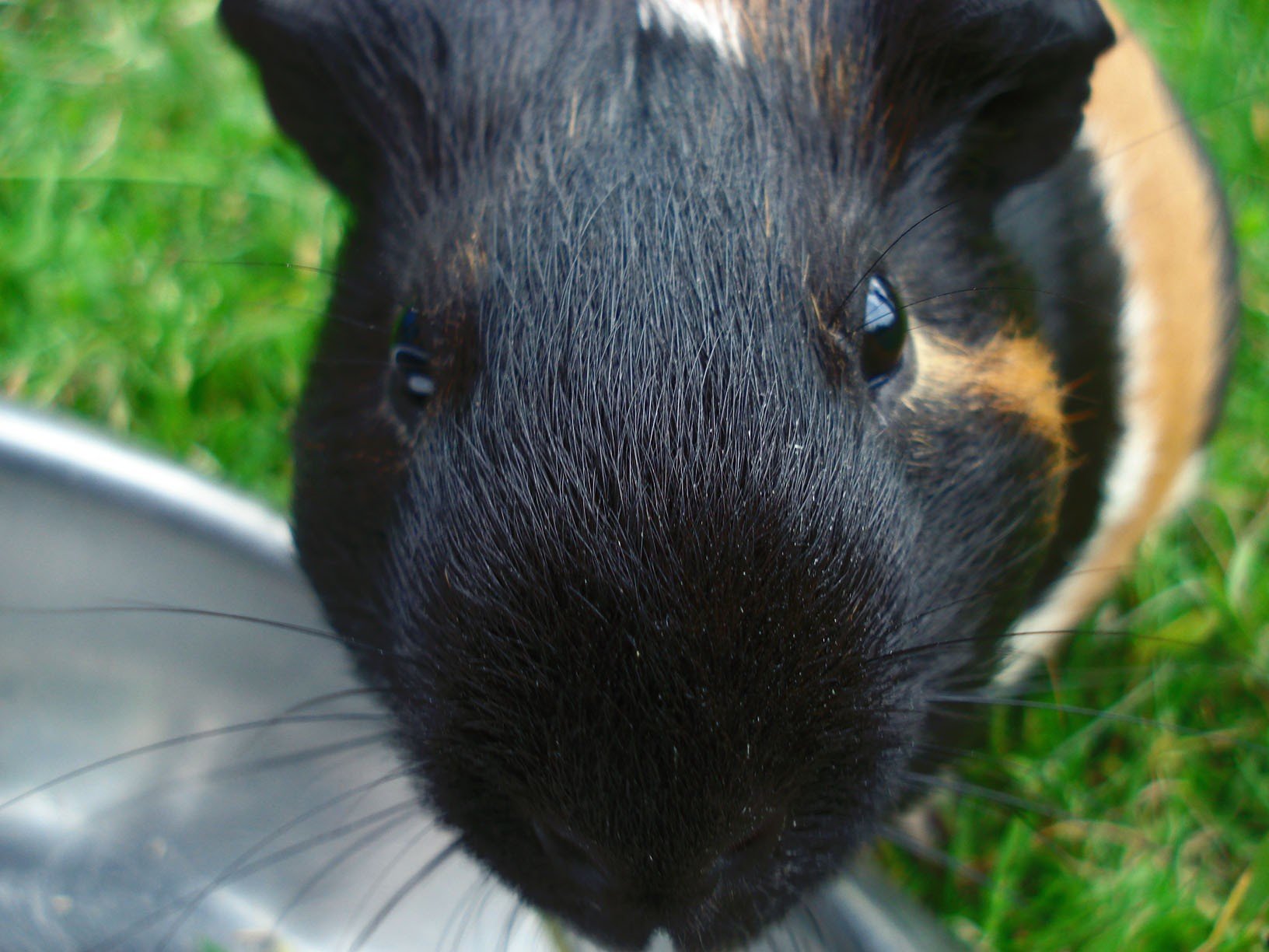 guinea pig