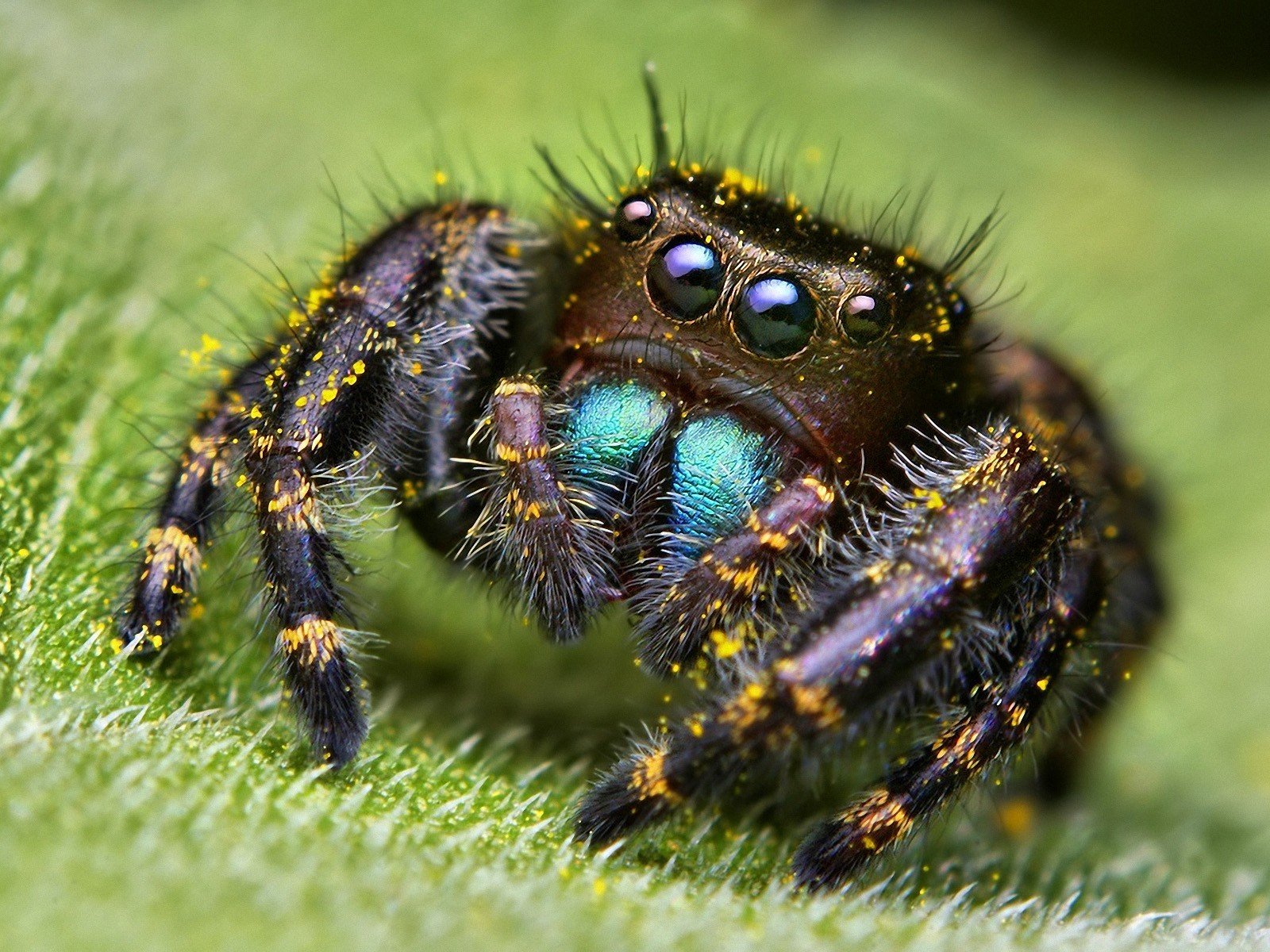 araña ojos hoja