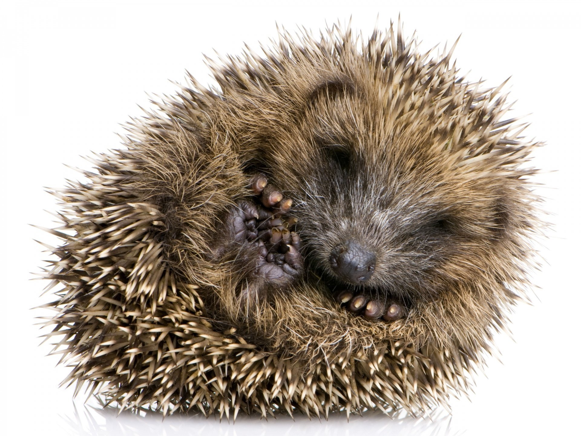 hedgehog thorn small