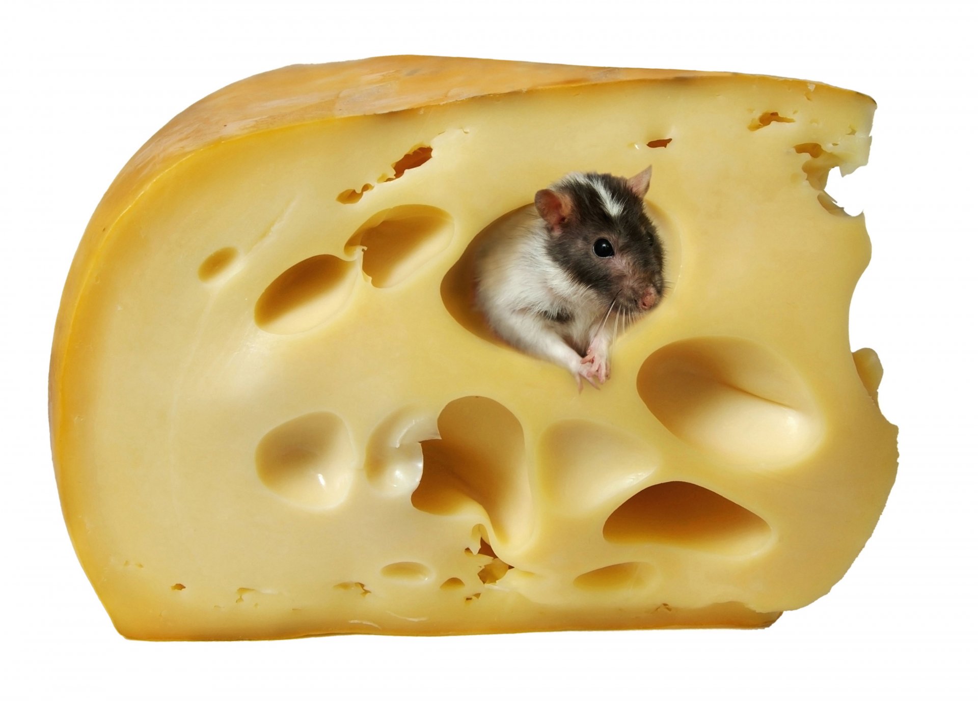 fromage rat souris fond blanc