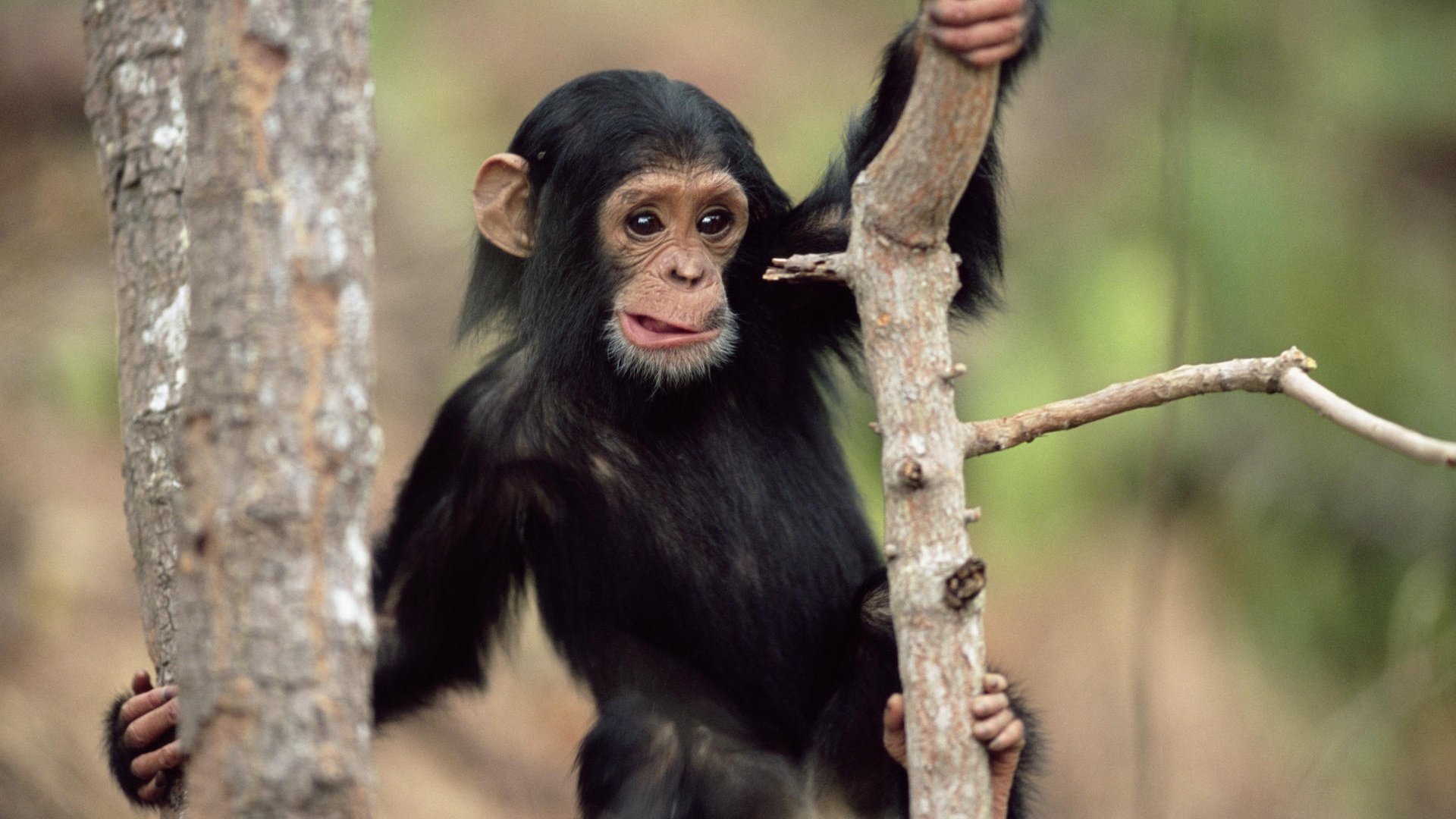 animaux avec des animaux singe surprise museau