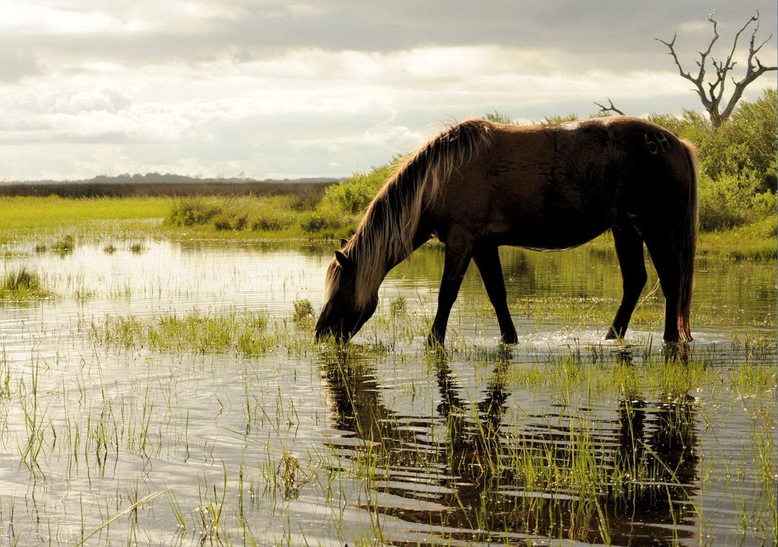 cavallo acqua erba