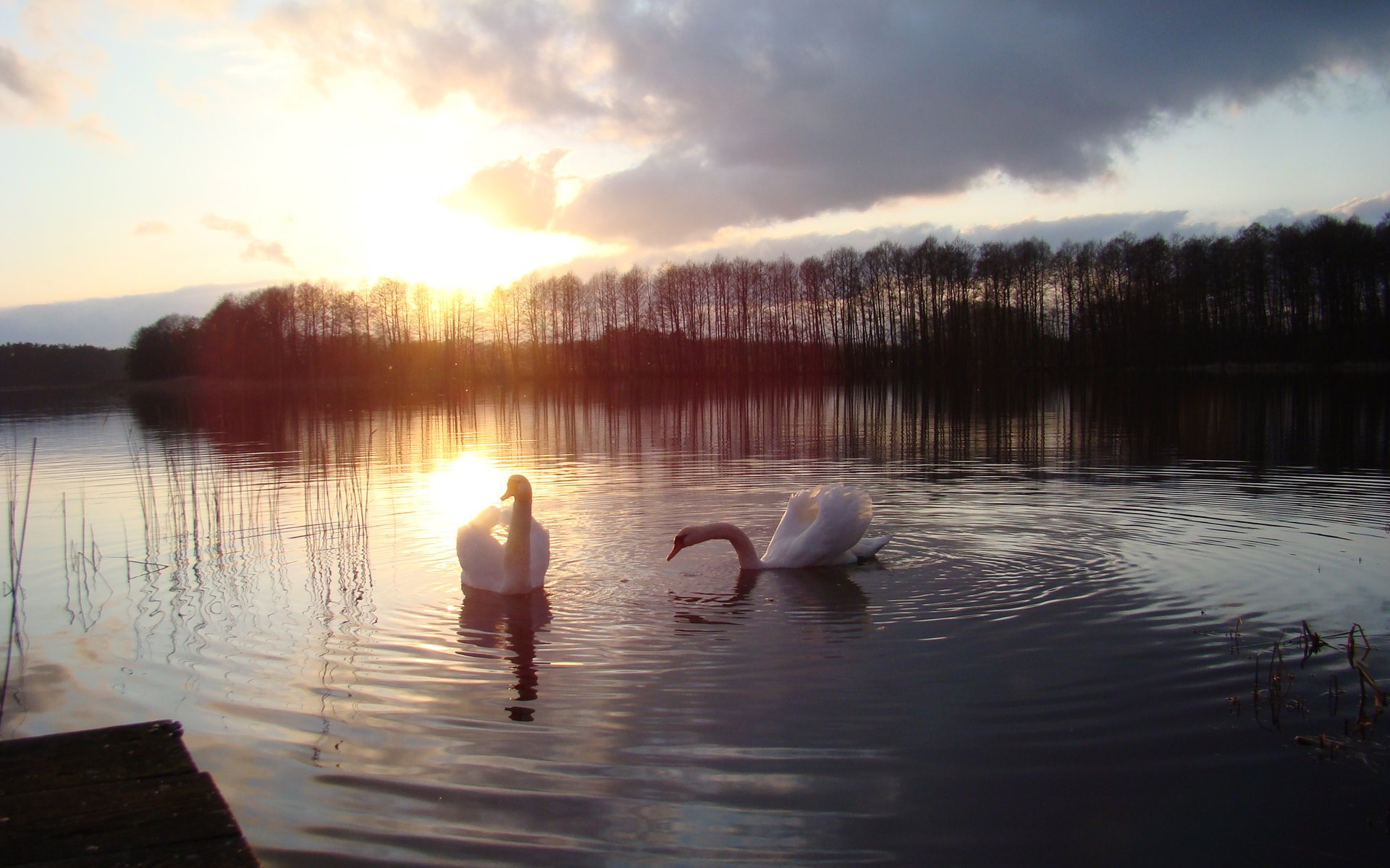 lac coucher de soleil cygnes