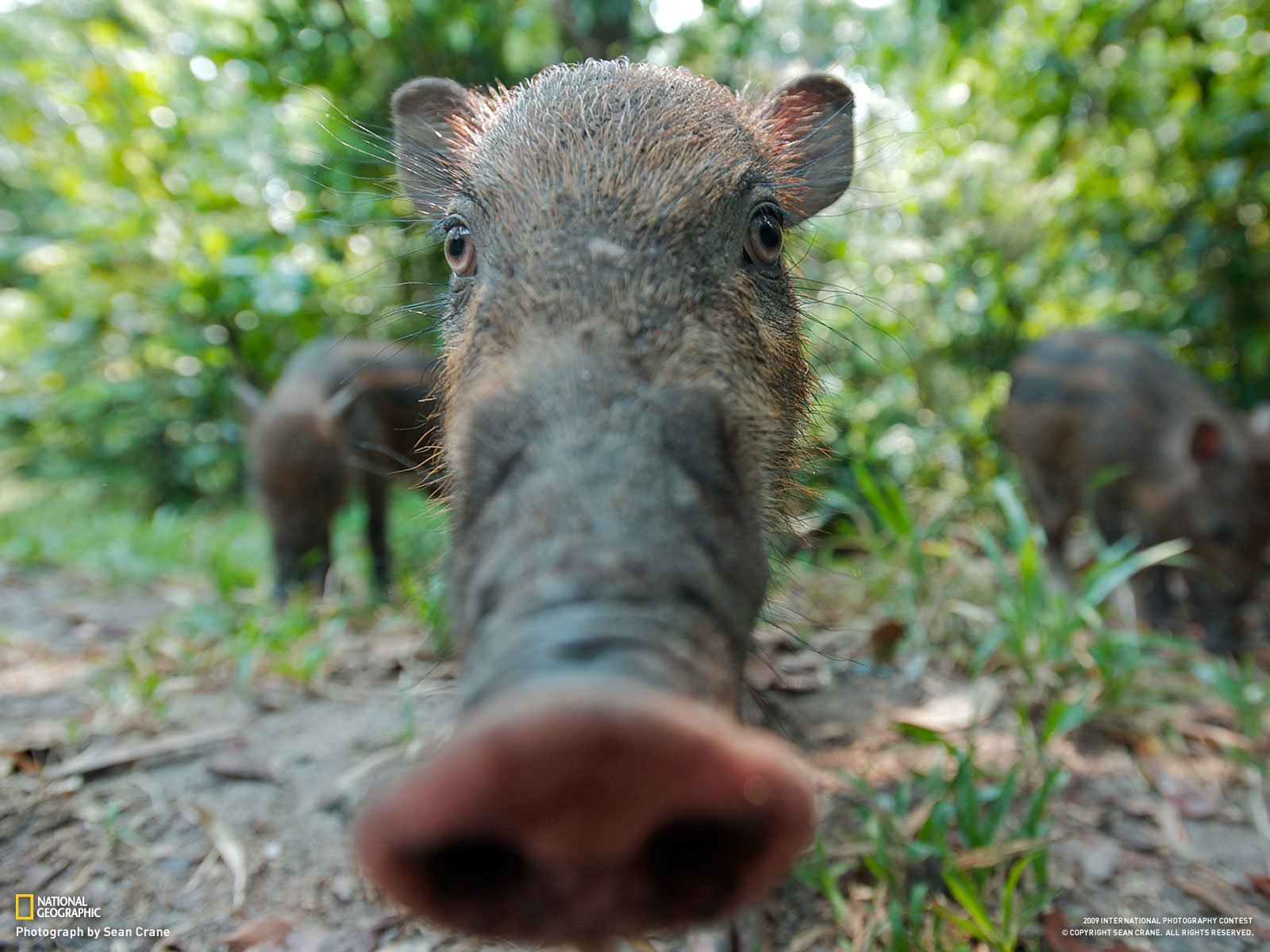 sanglier pyatak soies