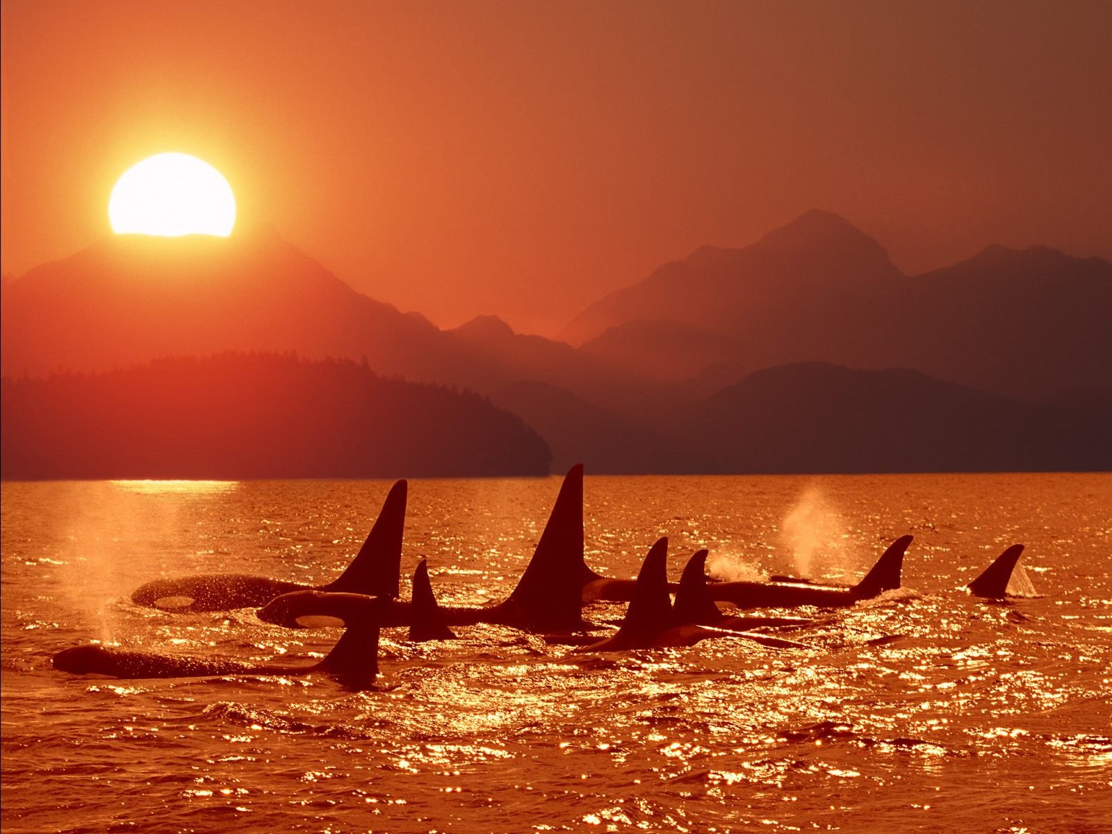 orca sunset sea