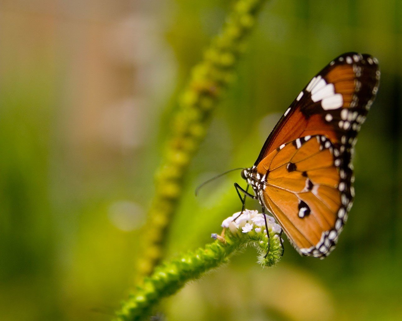 butterfly plant green